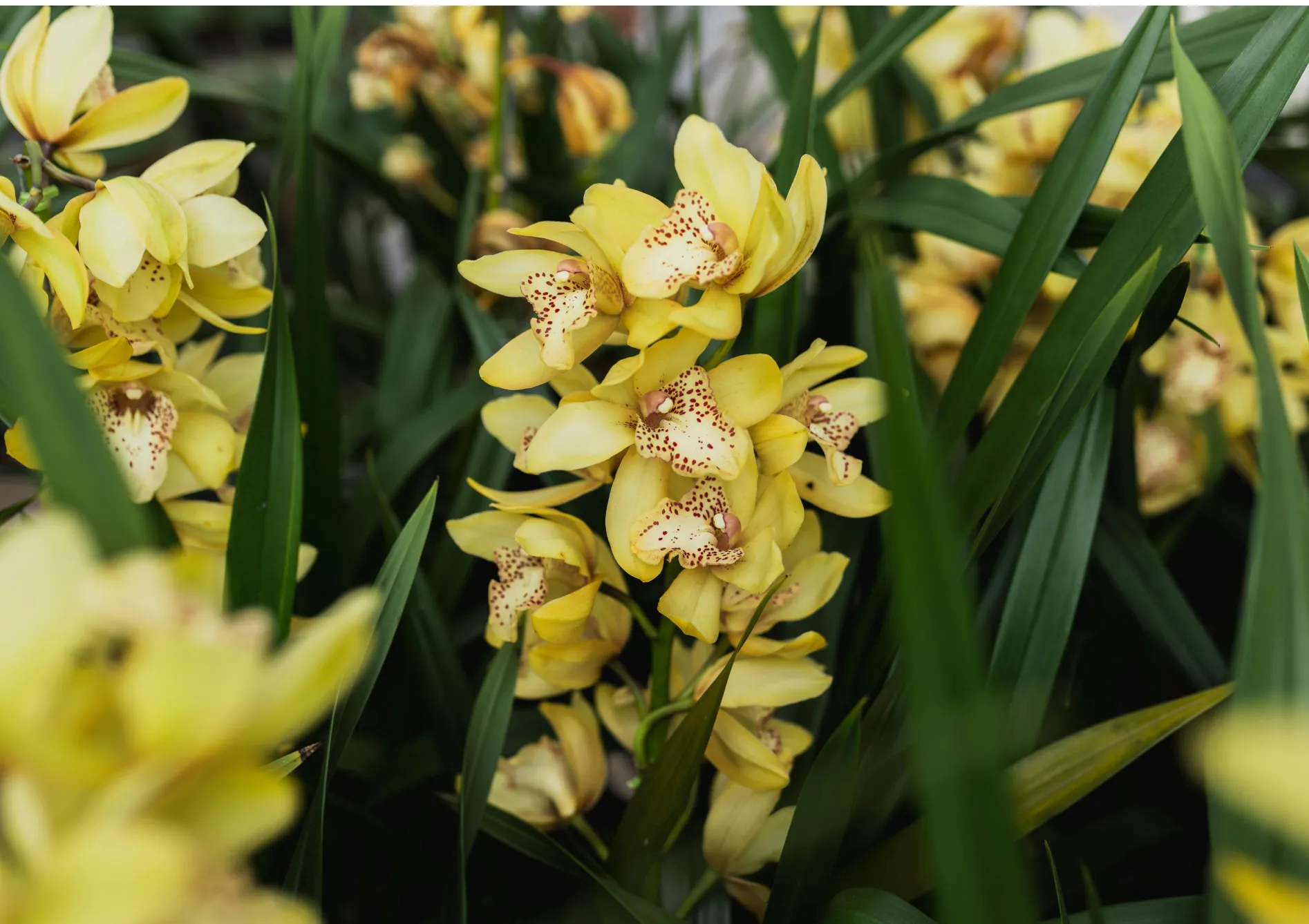 Orchidées Cymbidium : Résistantes et floraison hivernale