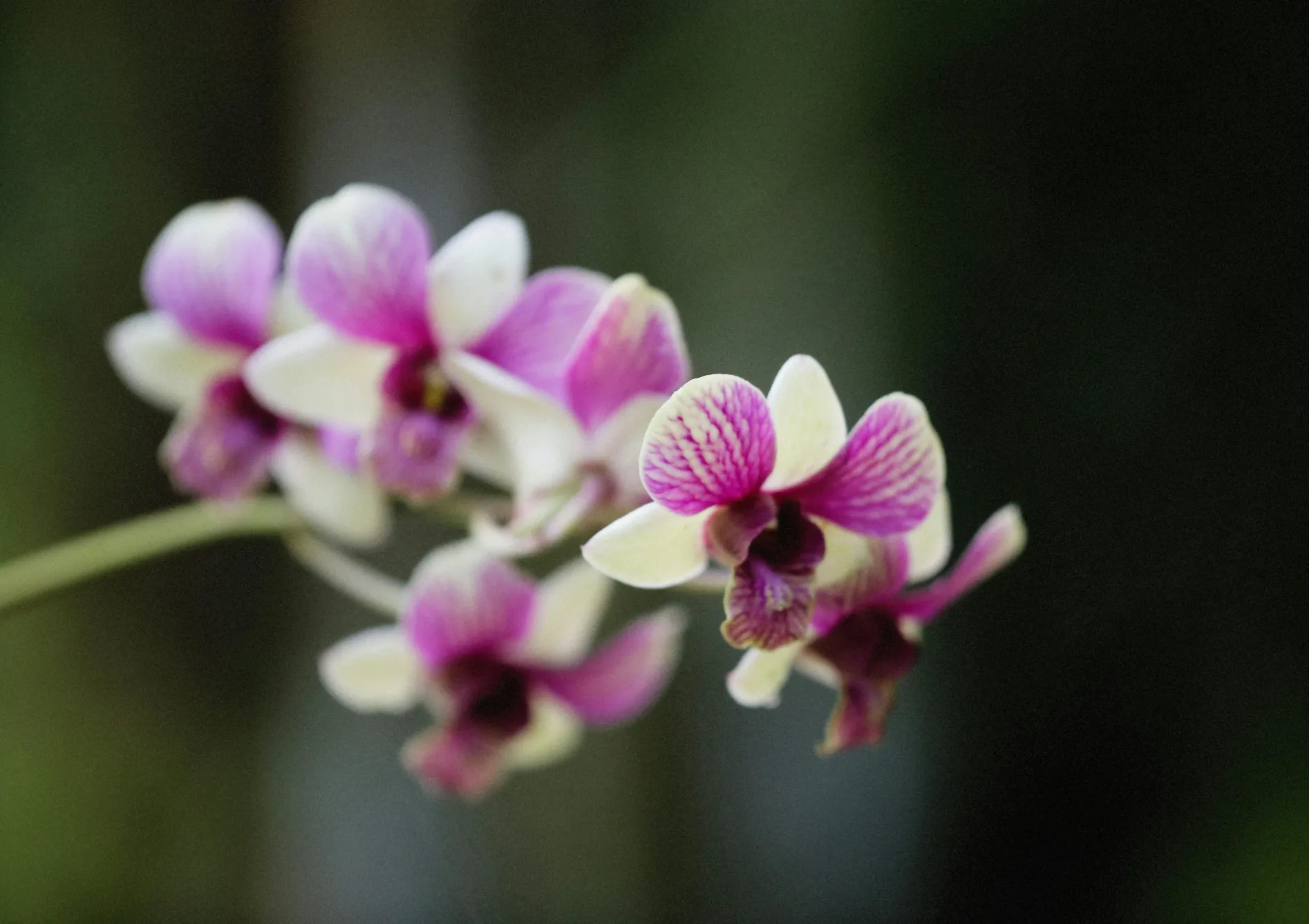 Orchidées Dendrobium : Diversité et beauté