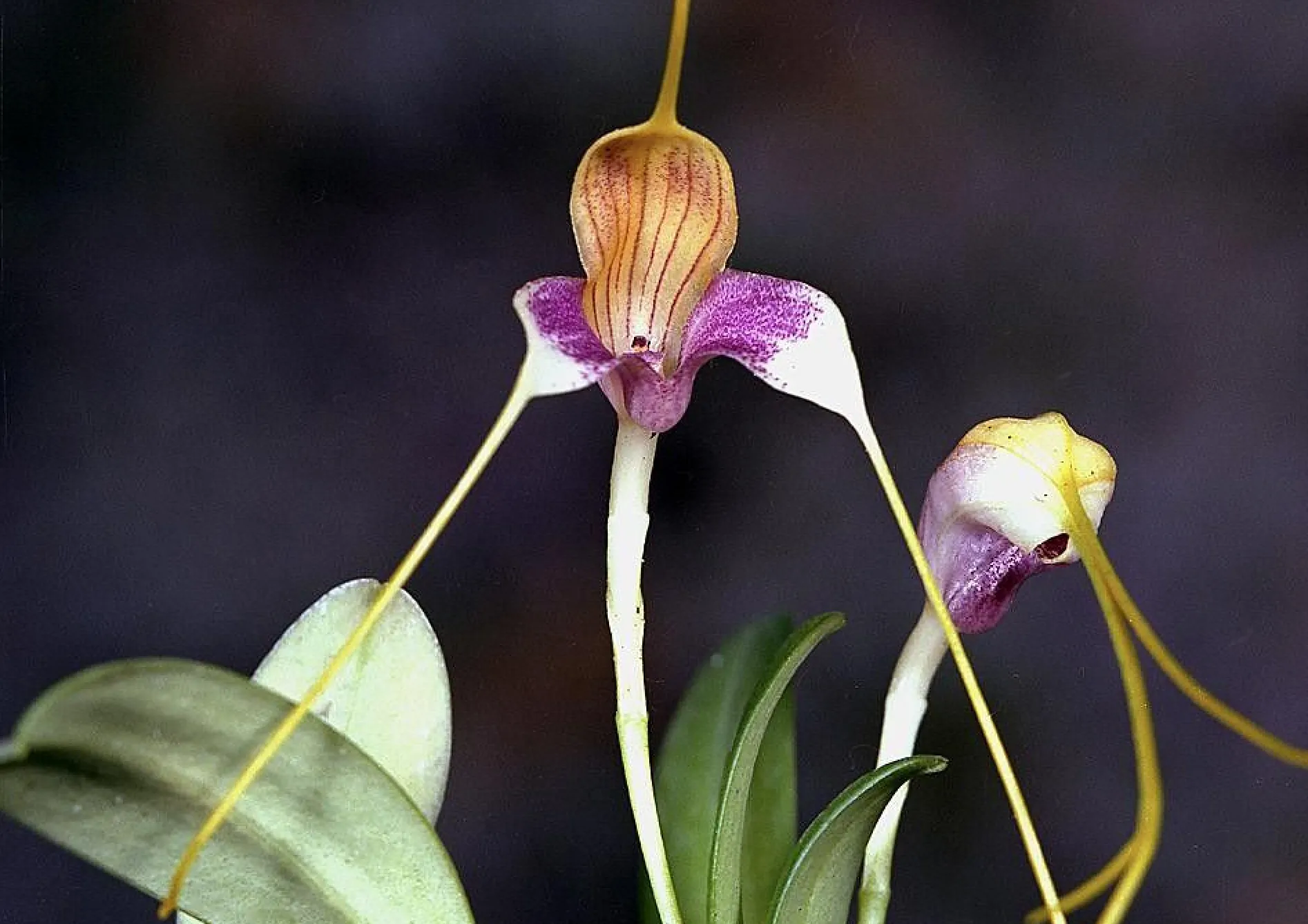 Orchidées Masdevallia : Fleurs exotiques et délicates