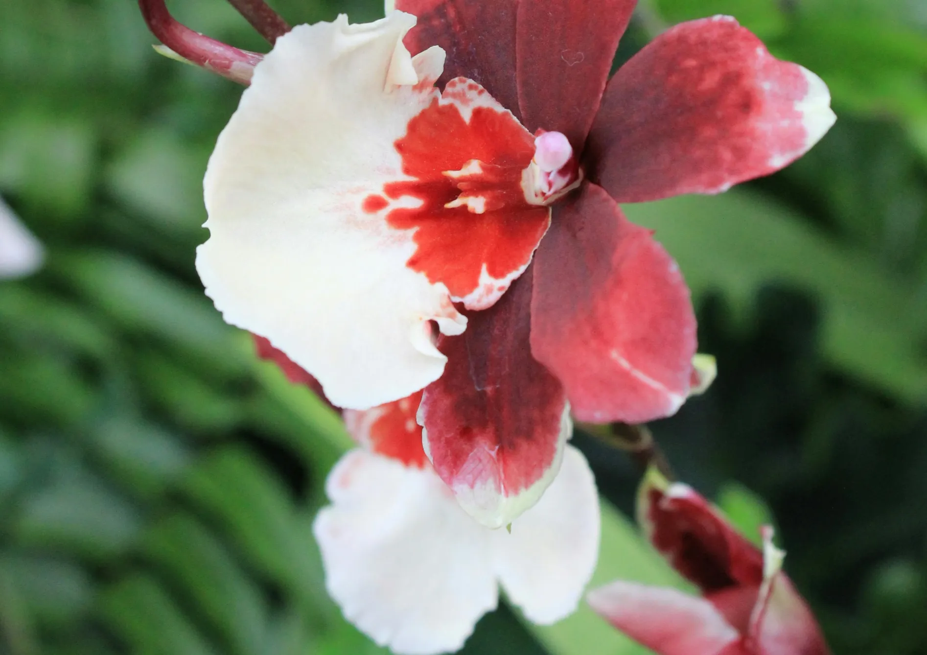 Orchidées Miltoniopsis : Orchidees pensées