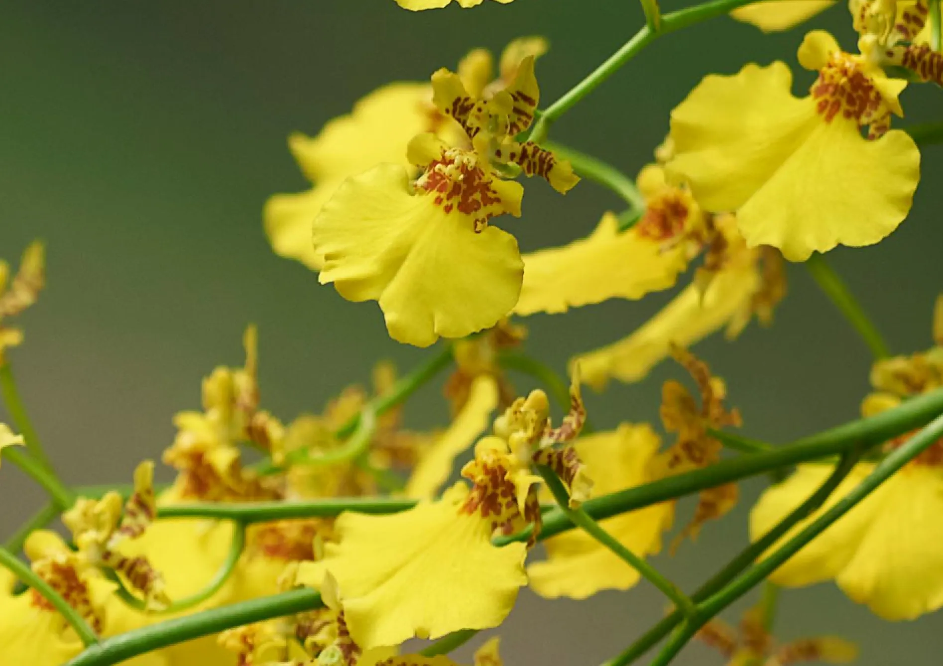 Orchidées Oncidium : Danseuses gracieuses