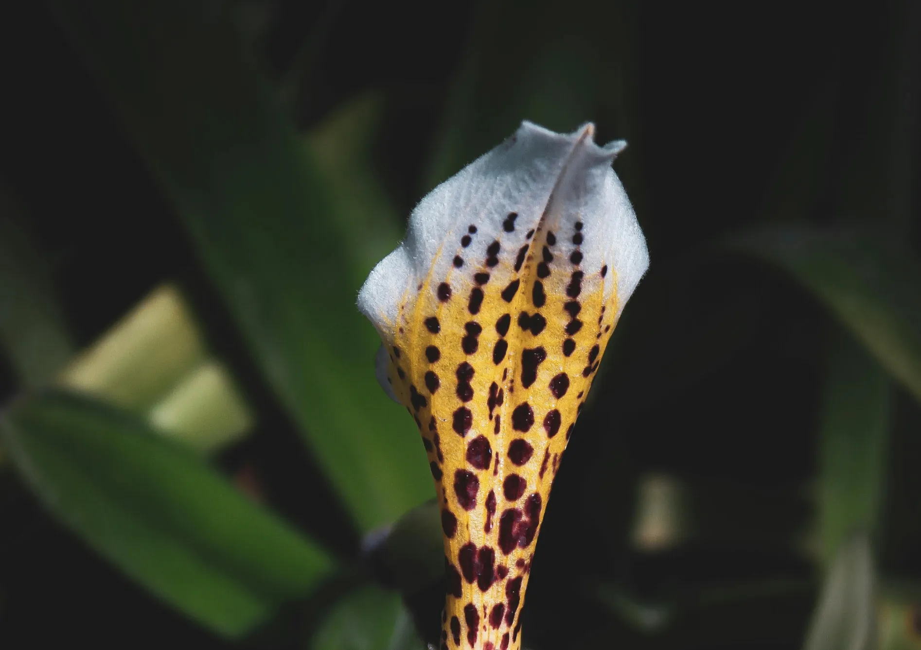 Orchidées Paphiopedilum : Le sabot de Vénus