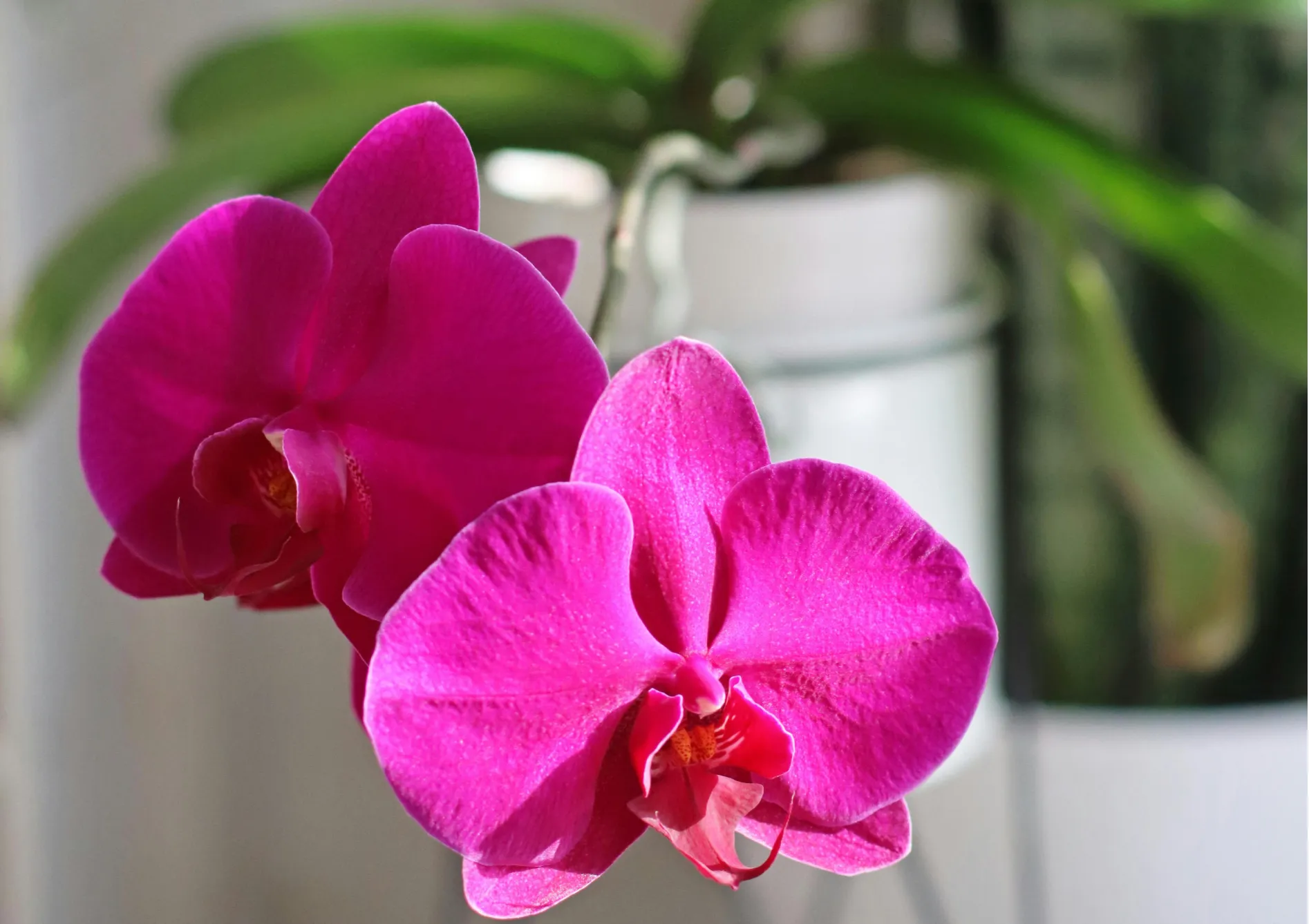 Orchidées Phalaenopsis : L’orchidée papillon
