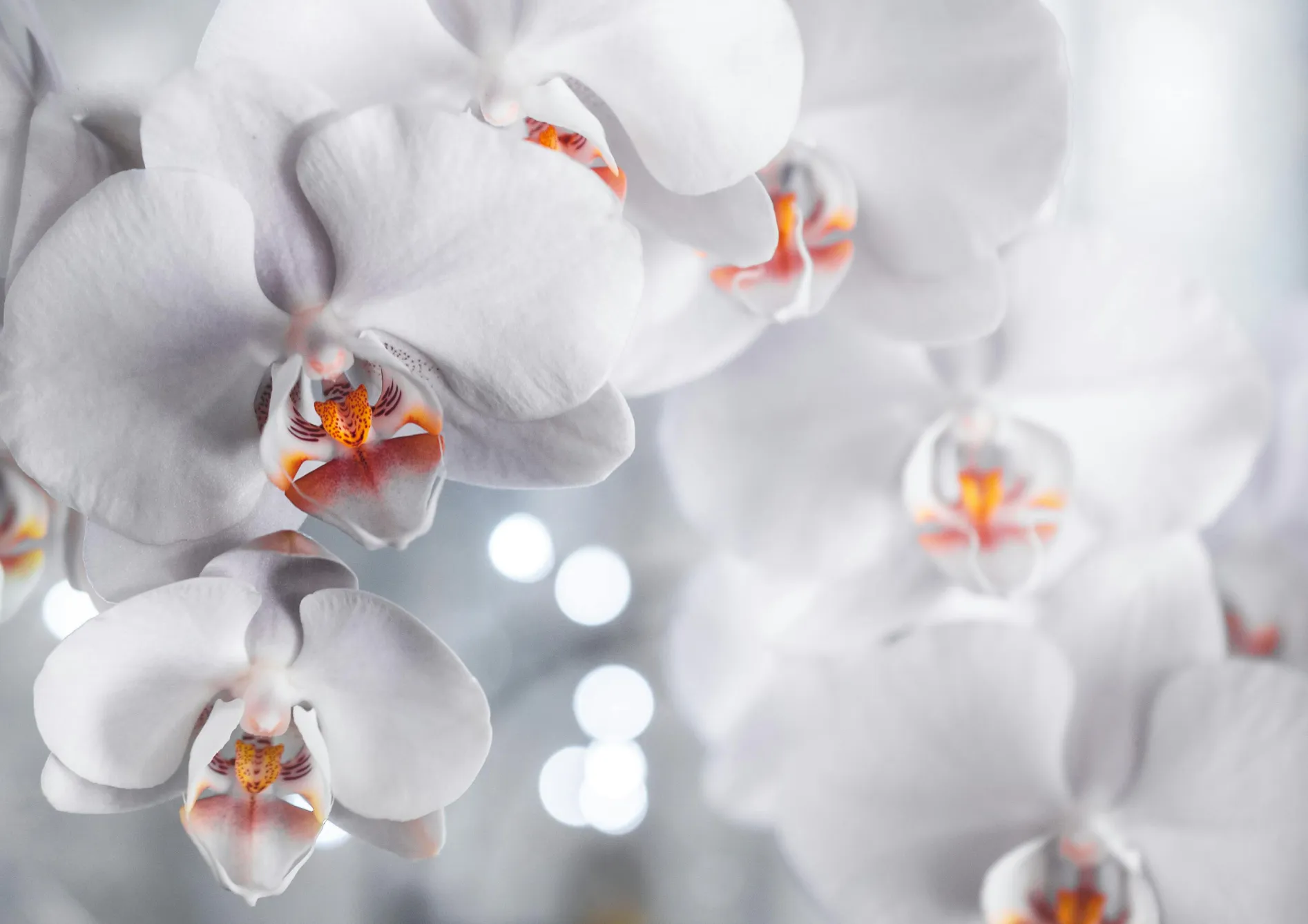 Comprendre les orchidées : Une introduction