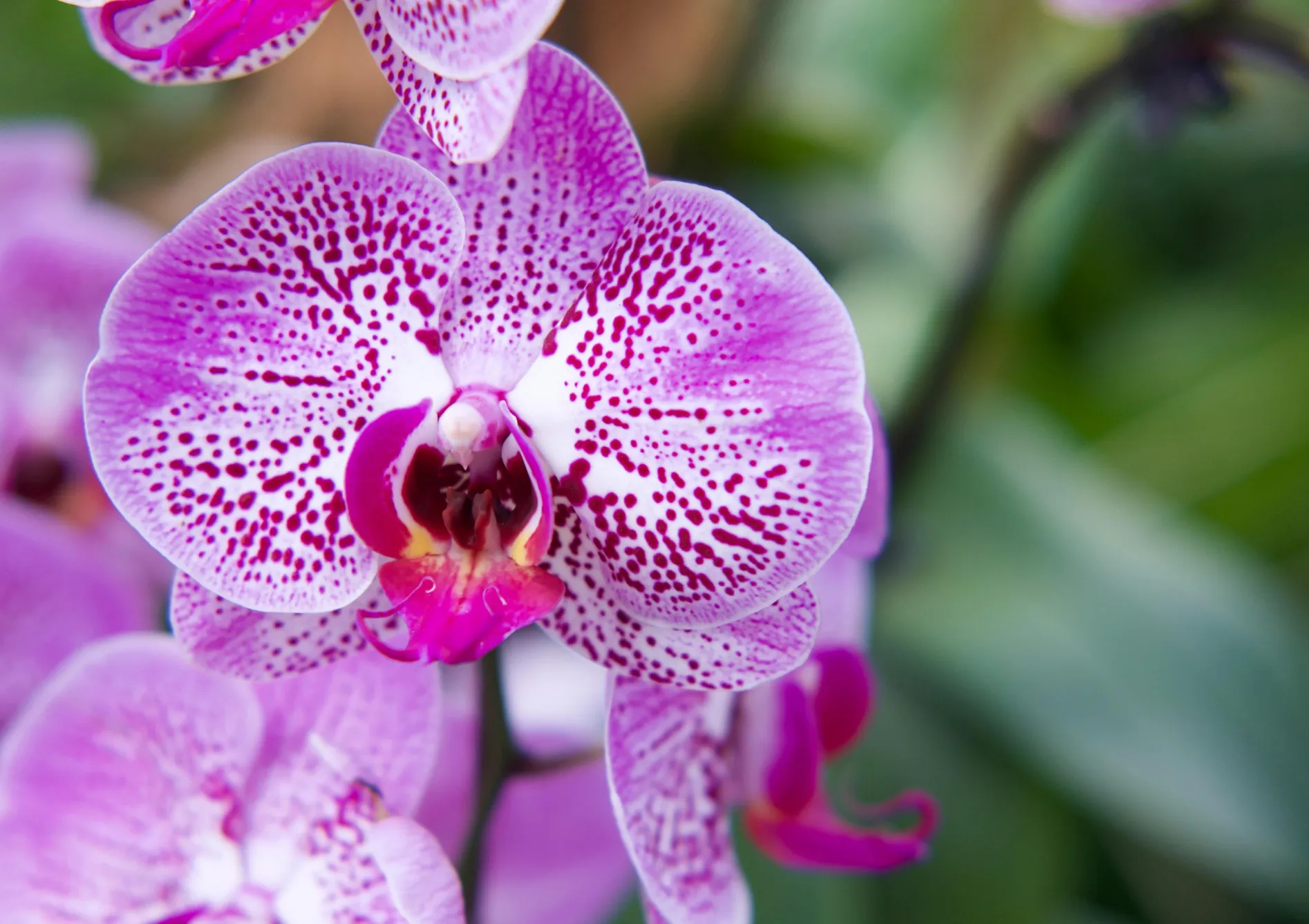 Sélectionner la bonne orchidée pour les débutants