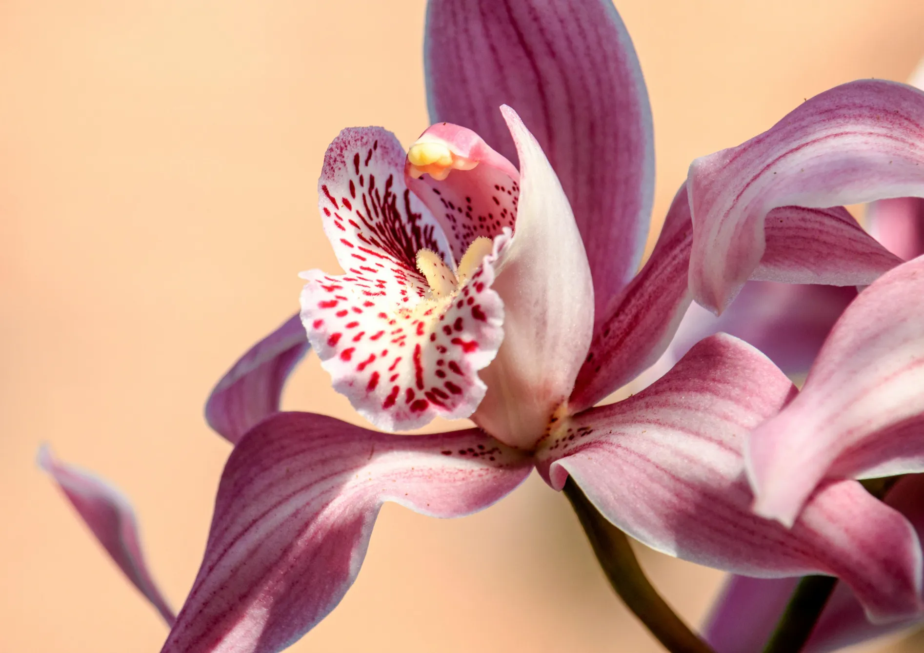 Préparer l’environnement idéal pour vos orchidées