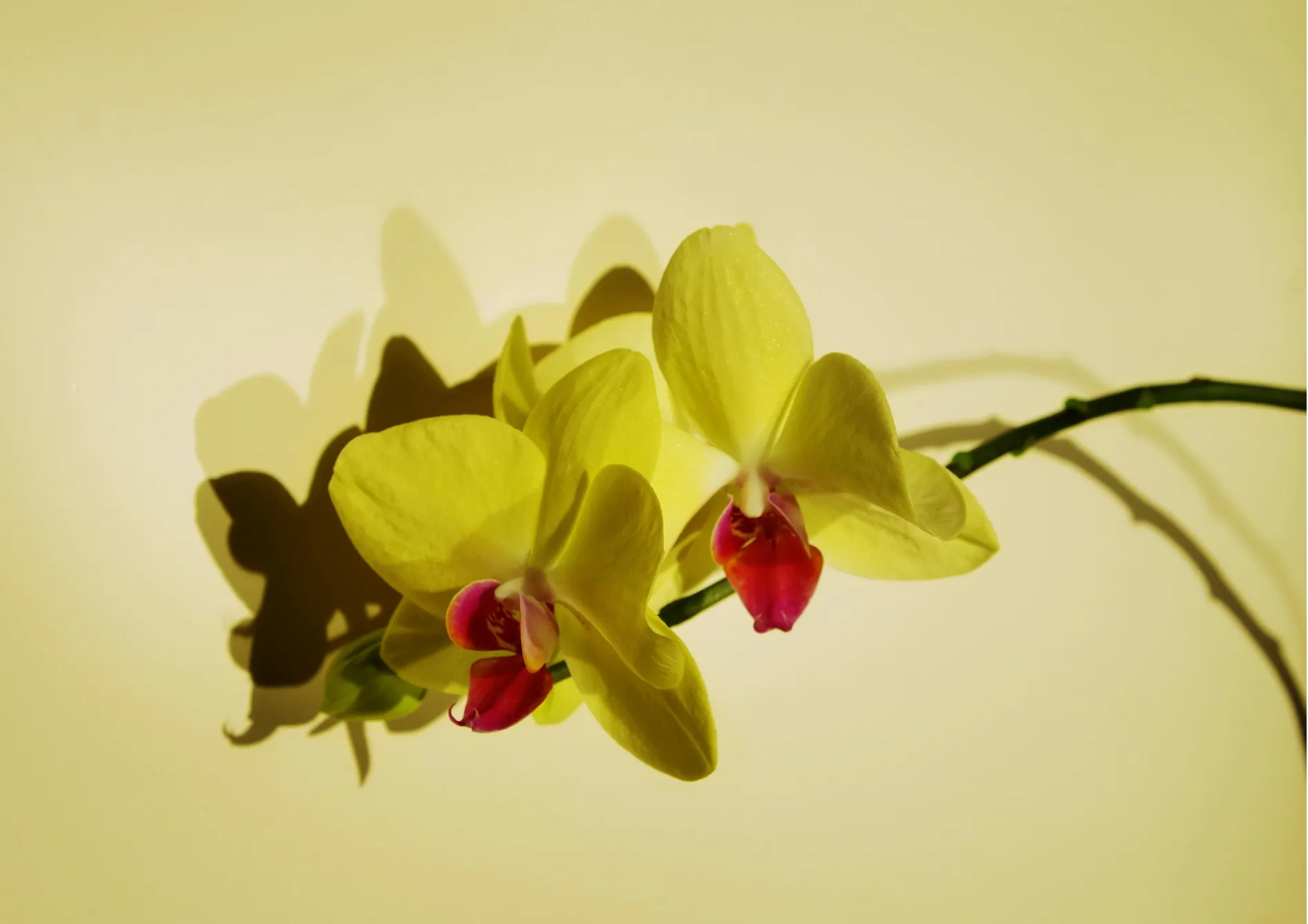 Arroser correctement vos orchidées