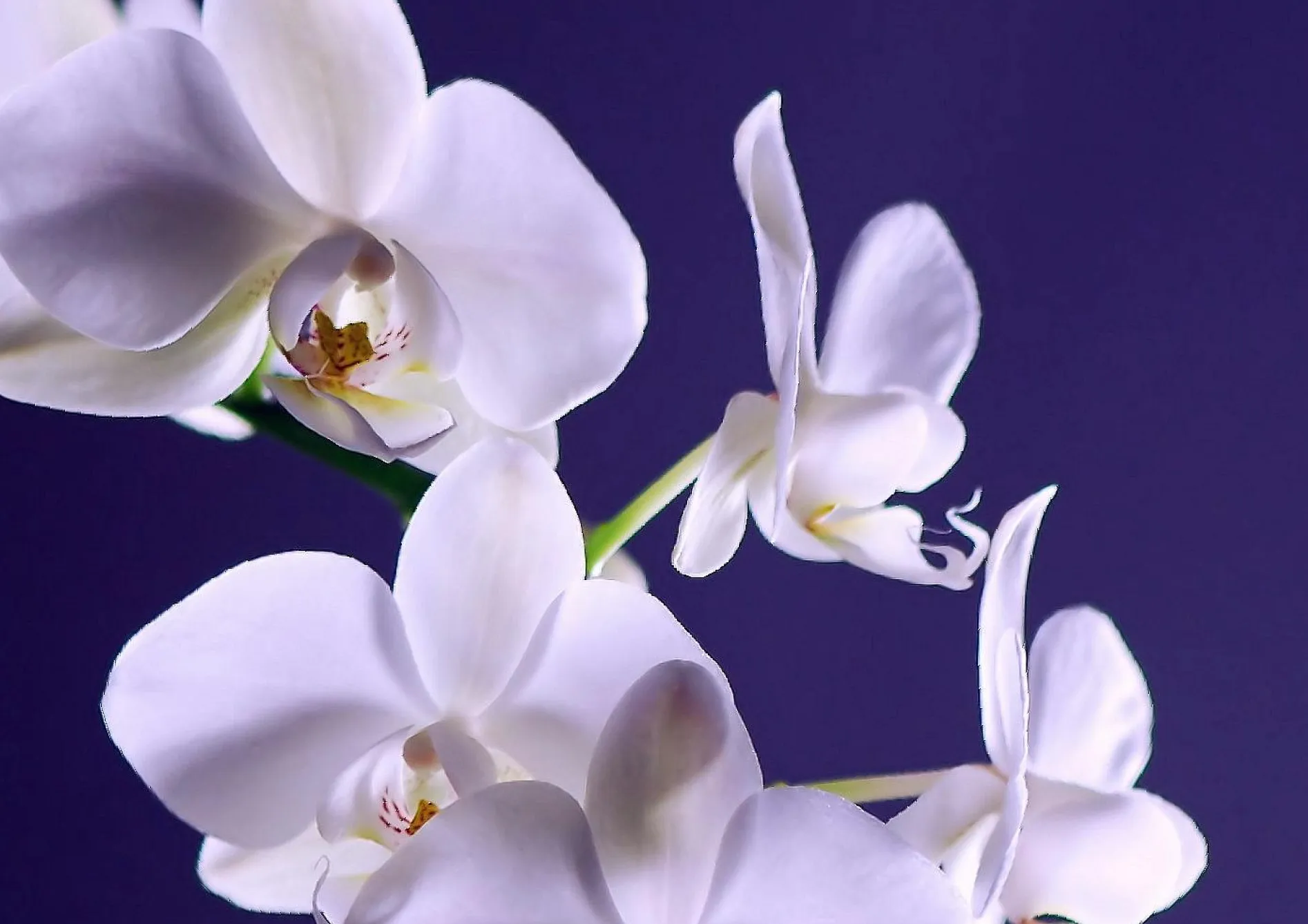 Fertiliser vos orchidées