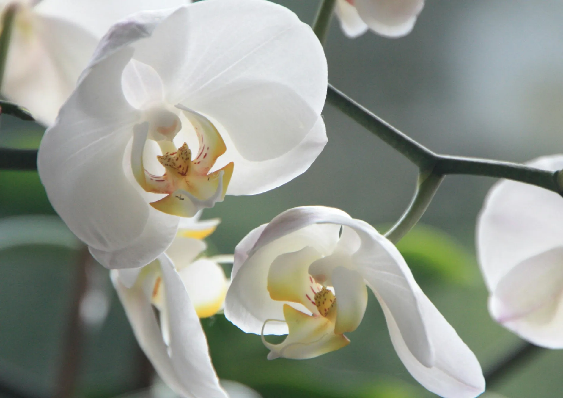 Encourager la floraison des orchidées