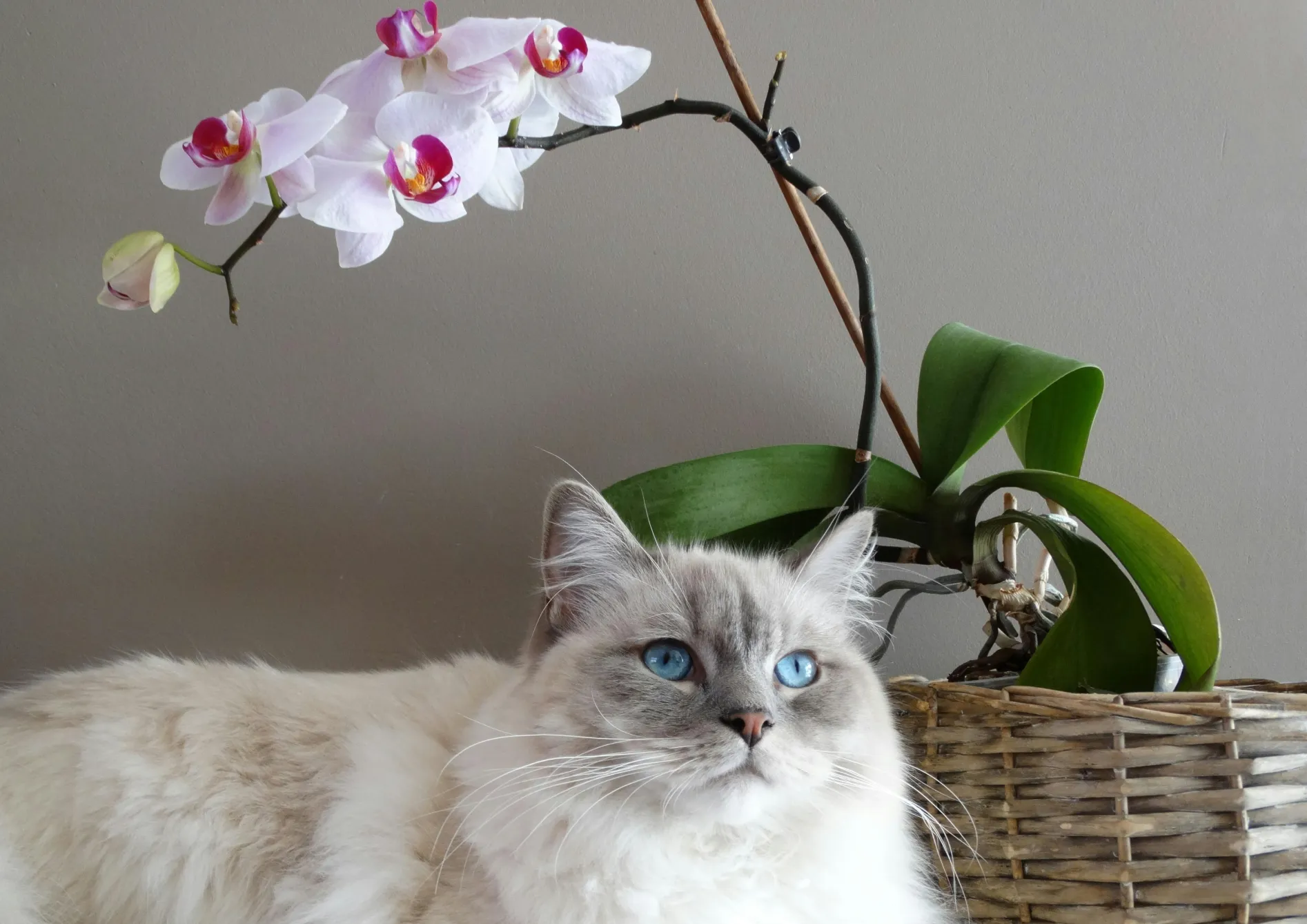Rempoter vos orchidées