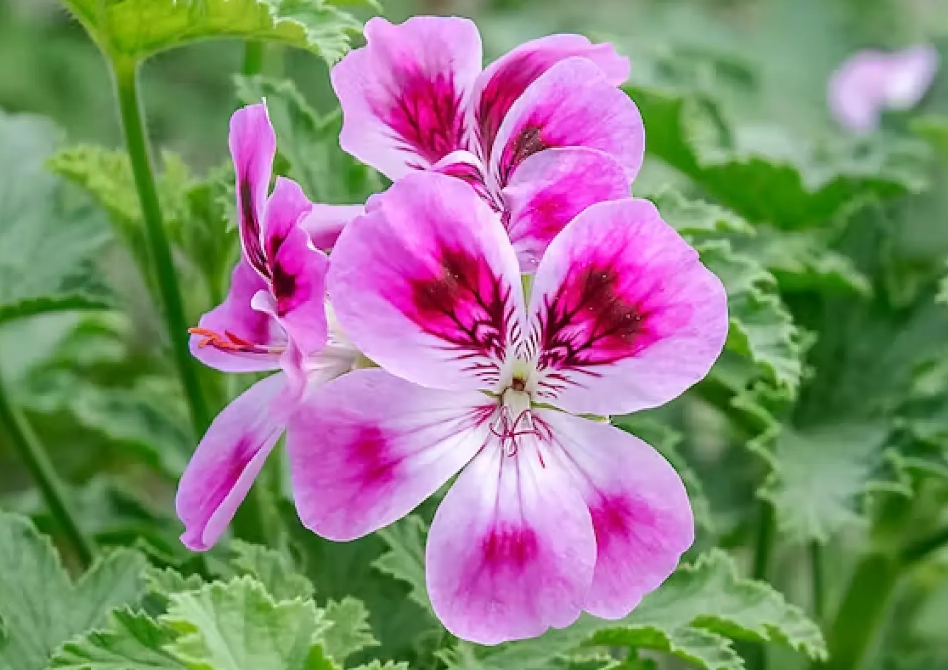 Plante Pelargonium