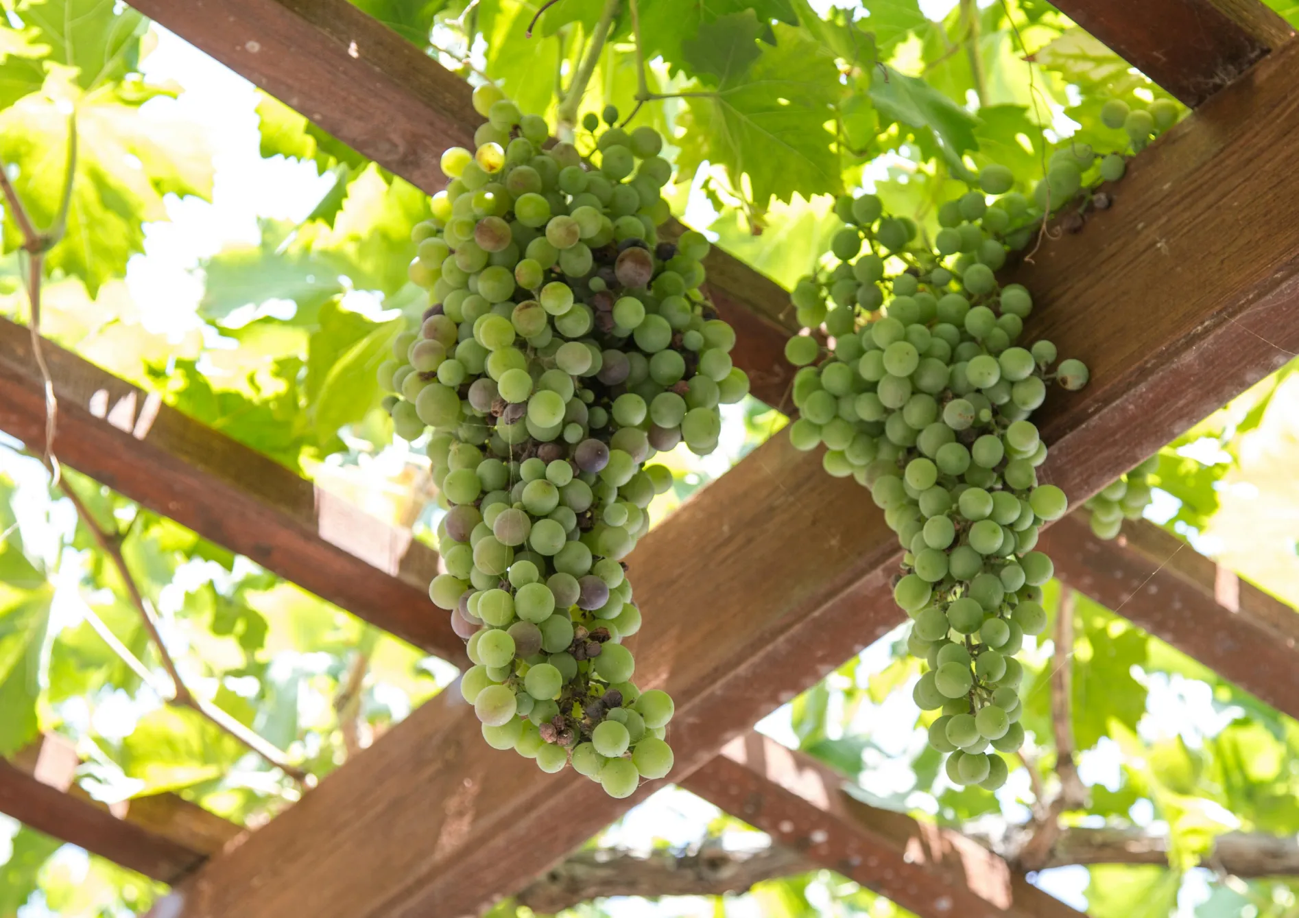 Entretenir une pergola fruitière