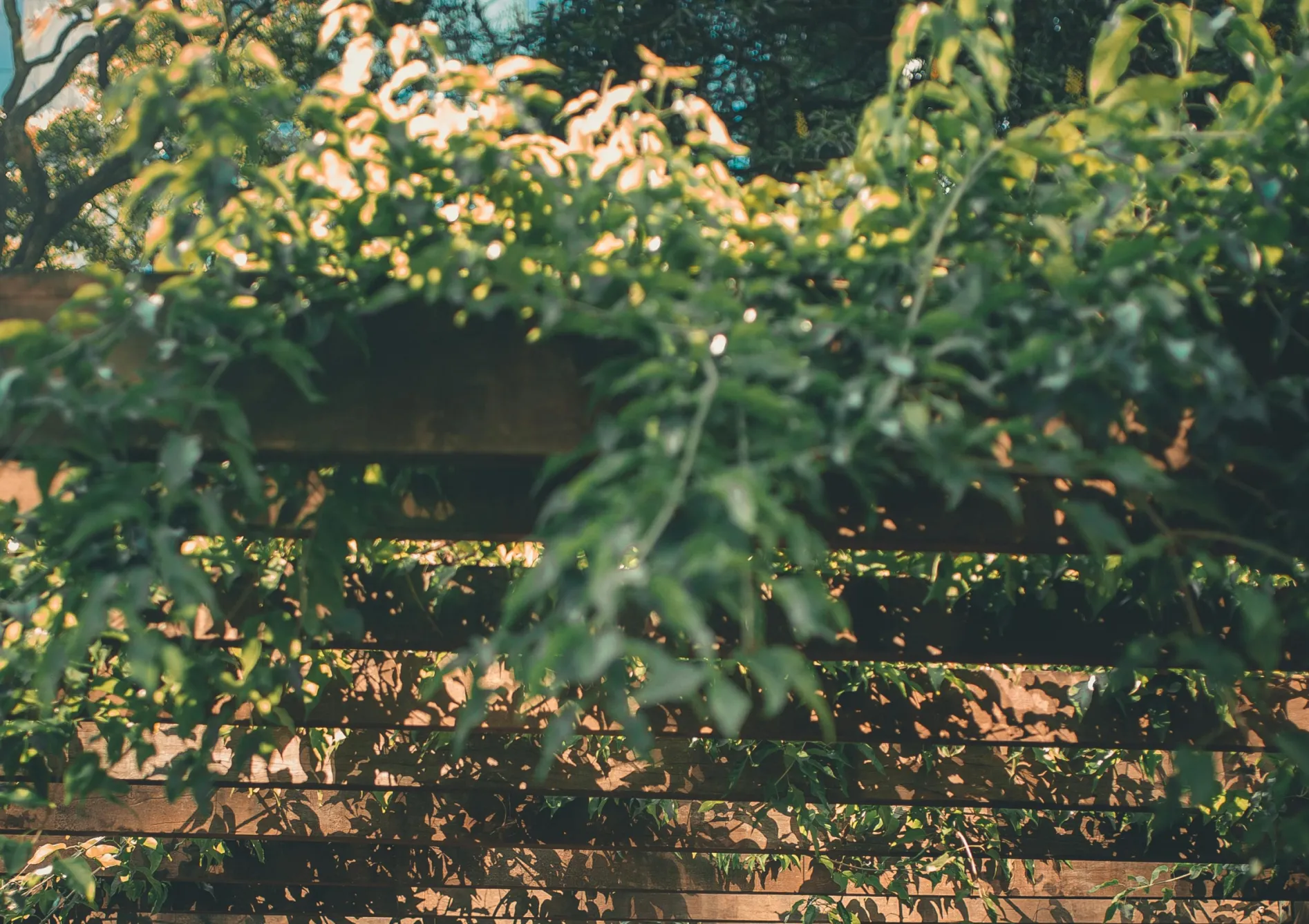 Étapes pour aménager une pergola fruitière