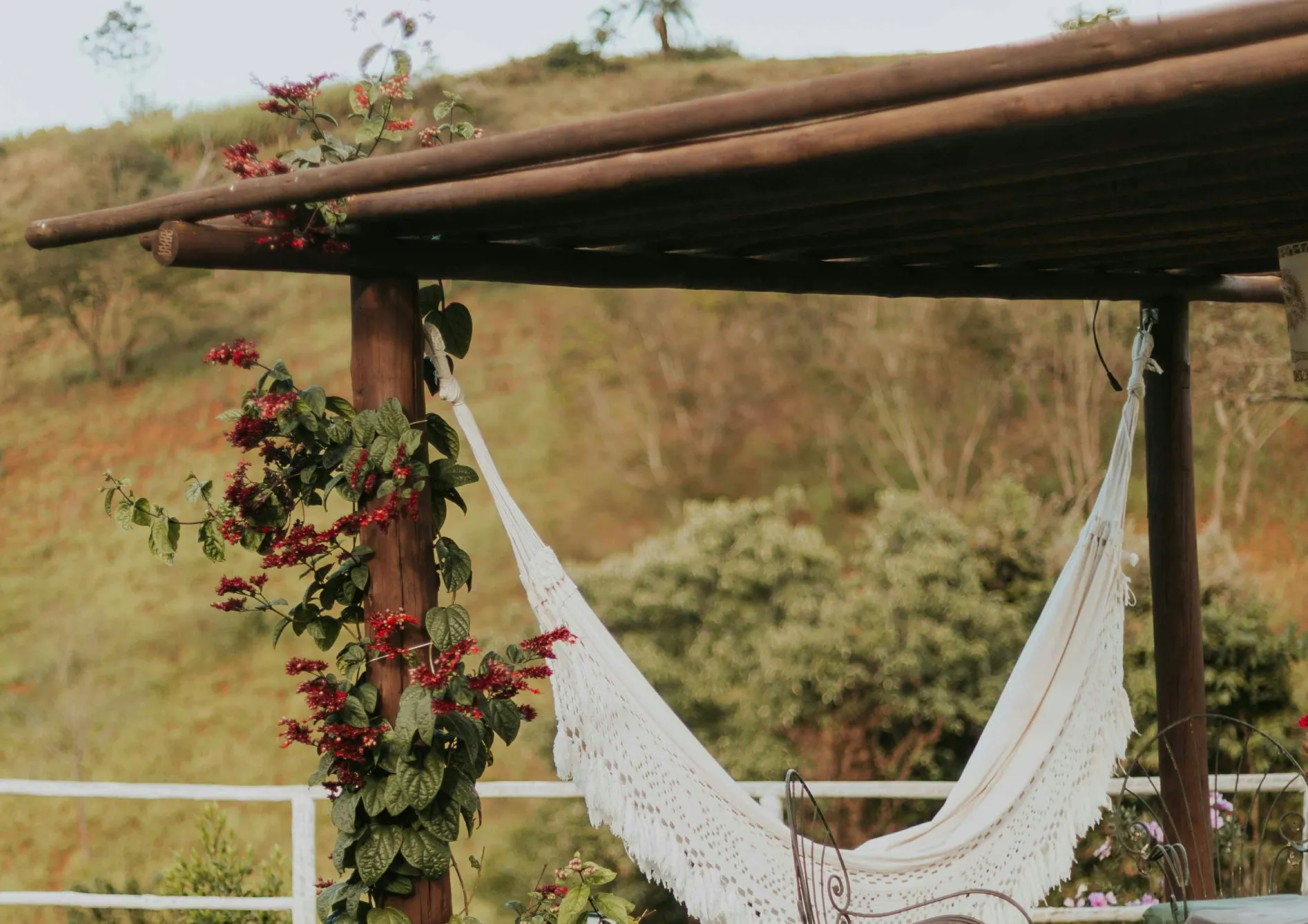 Les meilleures plantes grimpantes fruitières pour une pergola