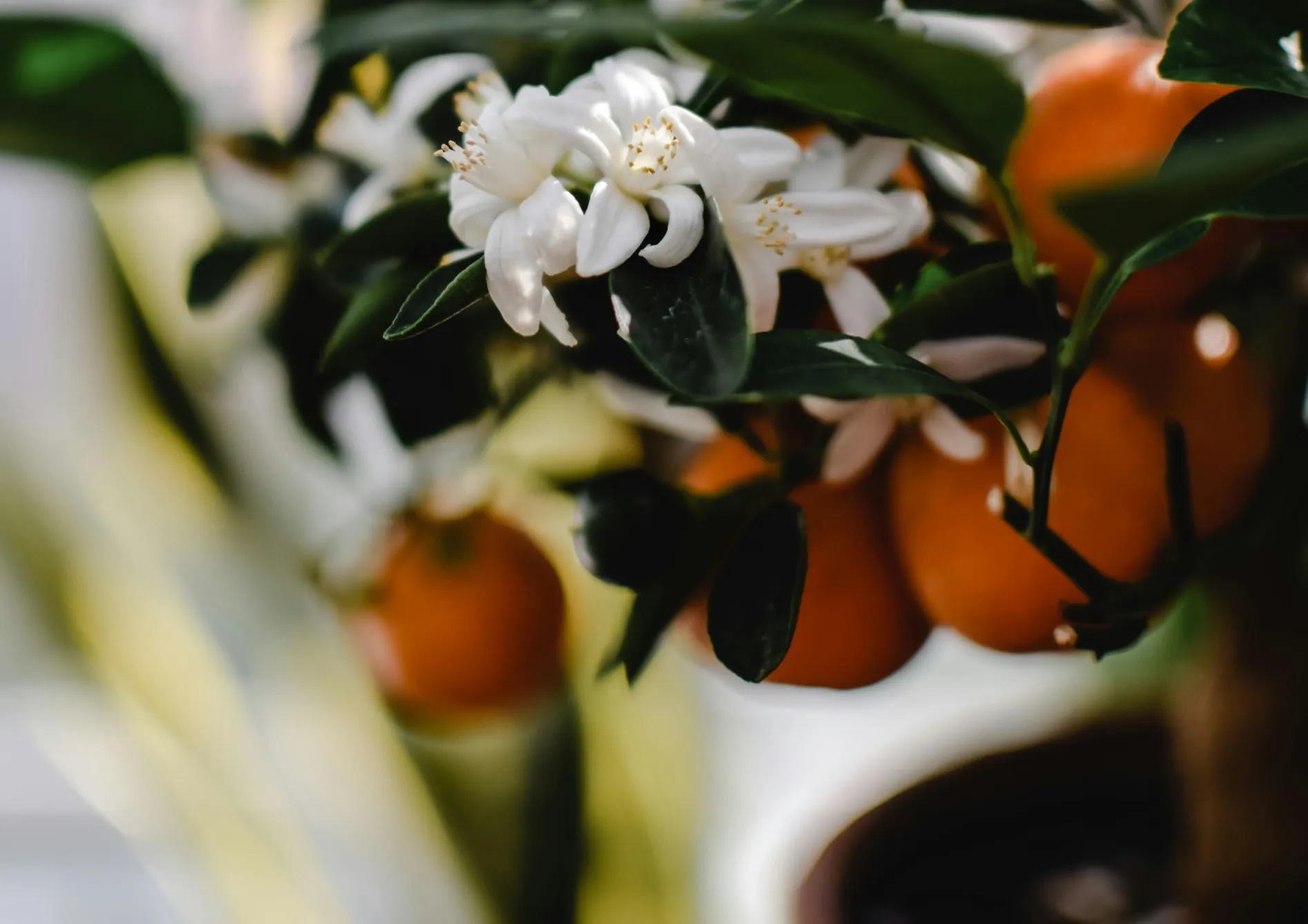Pourquoi cultiver des petits fruitiers en pot ?