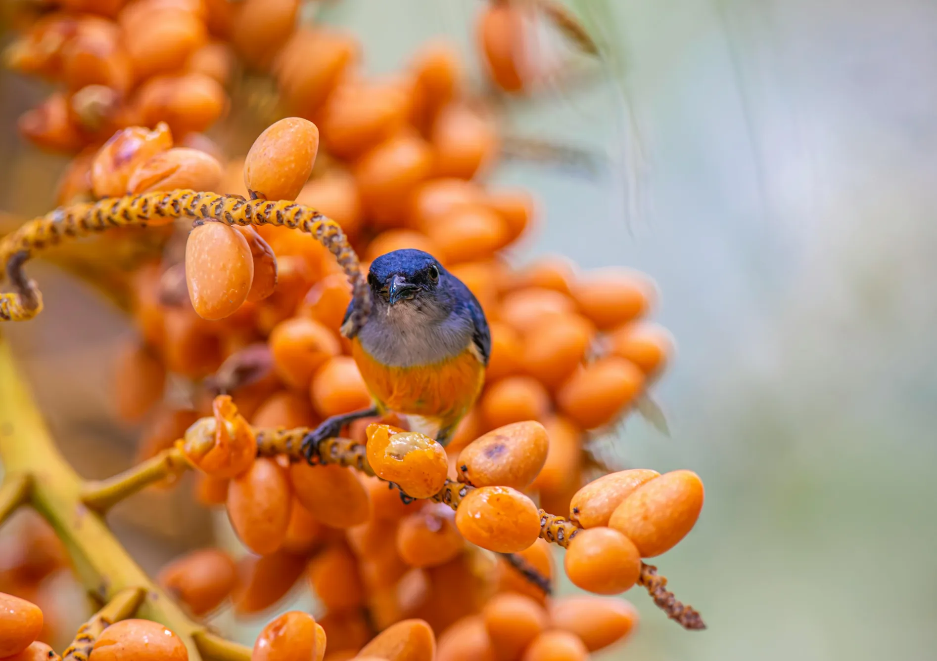 Pourquoi choisir des plantes grimpantes fruitières pour les petits espaces ?