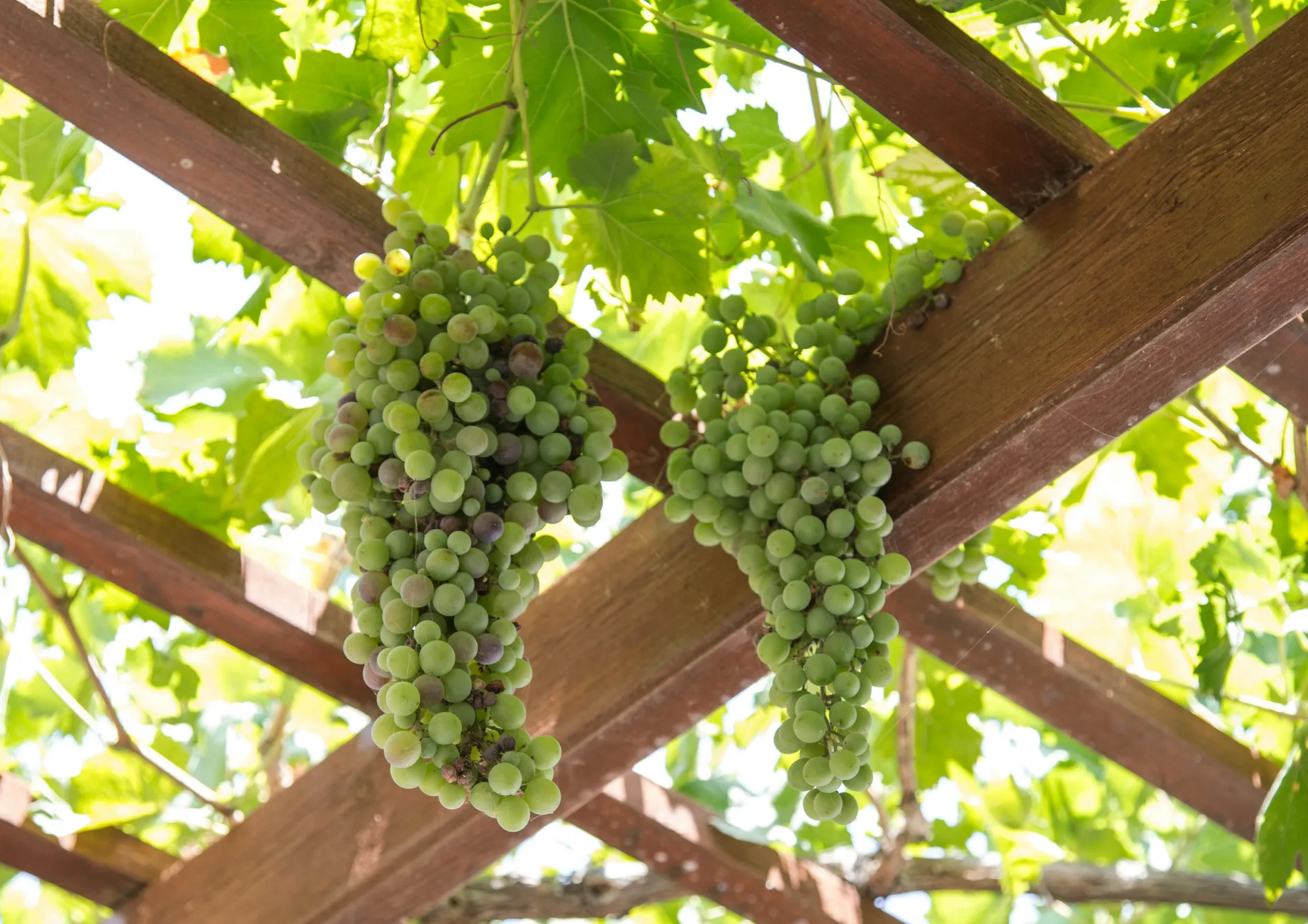 Pourquoi créer une pergola fruitière ?