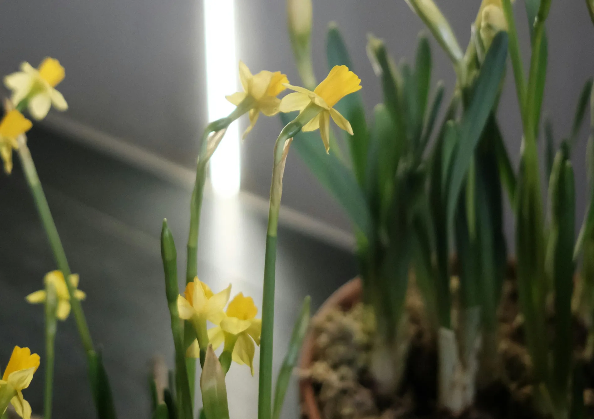 Comment planter les bulbes de printemps en pot ?