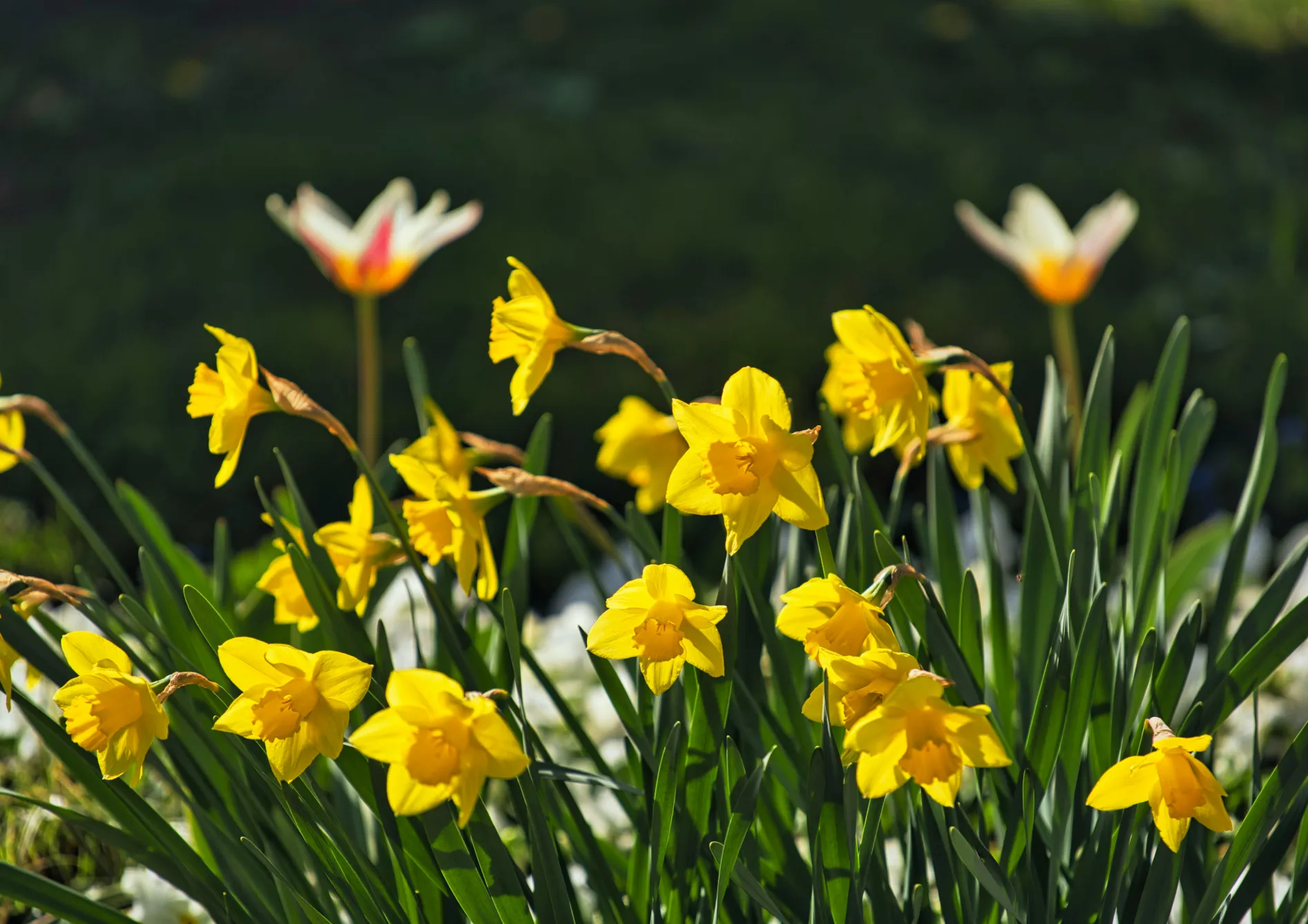 Pourquoi planter des bulbes de printemps en pot ?
