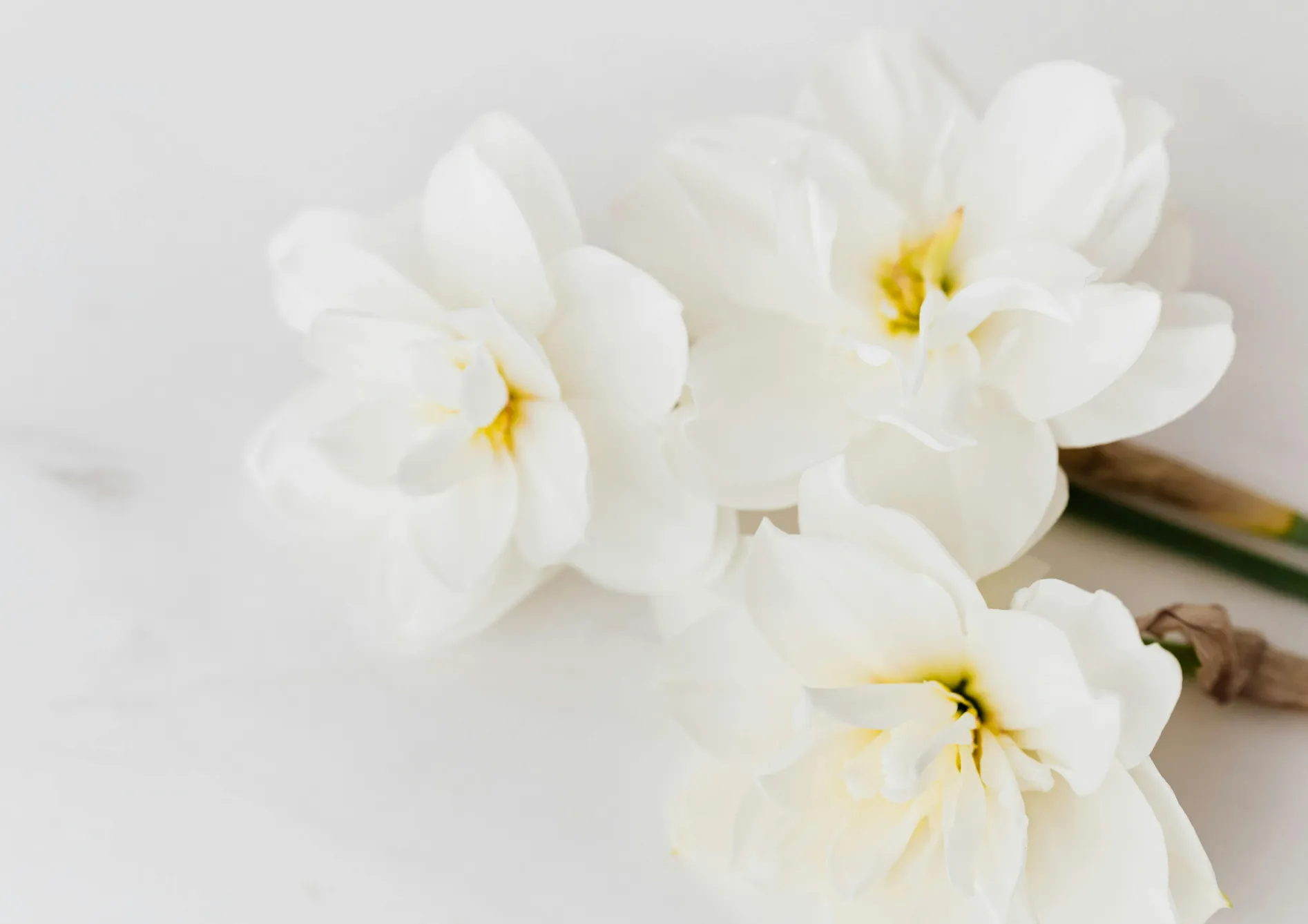 Quels bulbes de printemps planter en pot ?