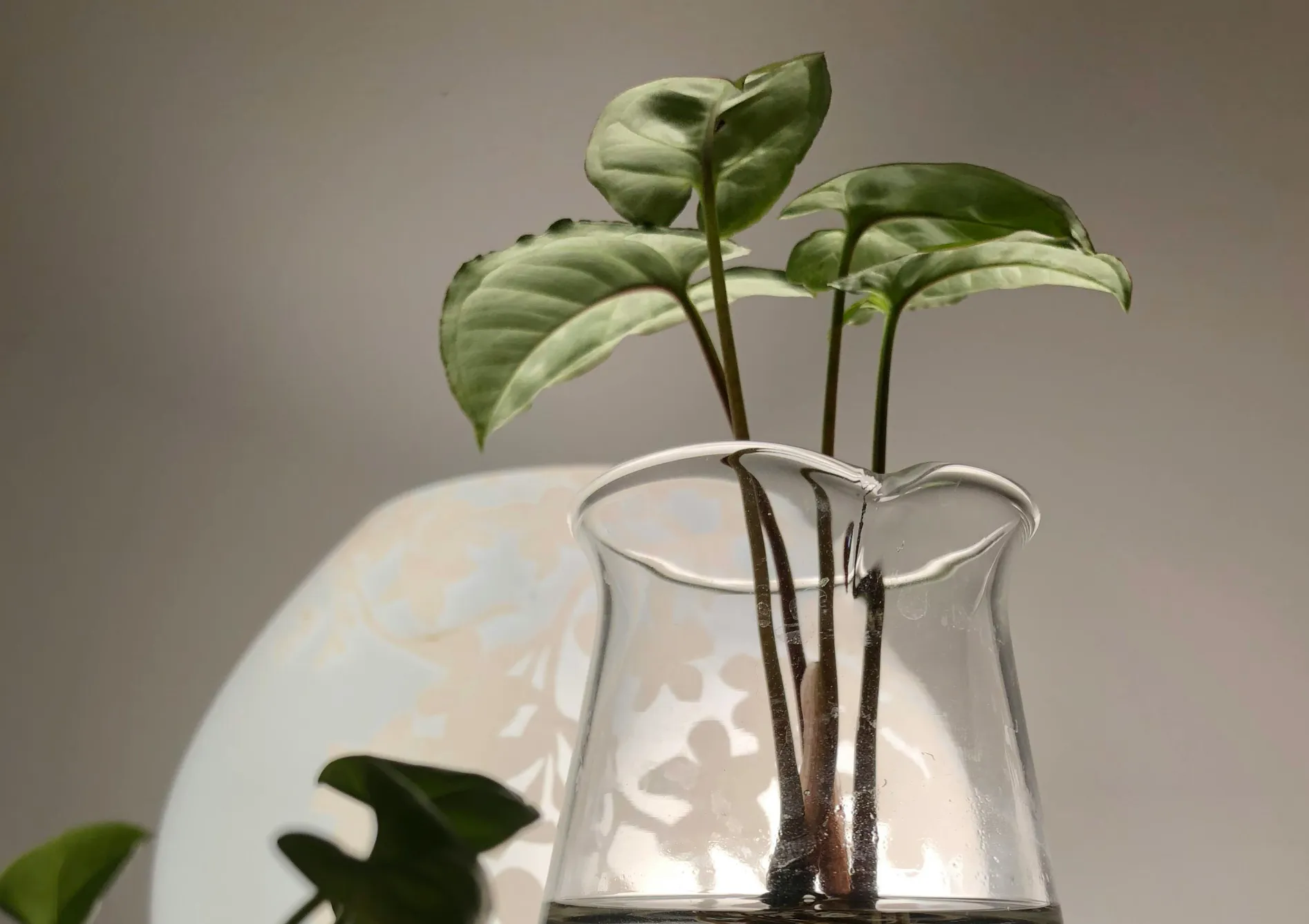 Conseils pour créer un écosystème équilibré dans un bassin de jardin