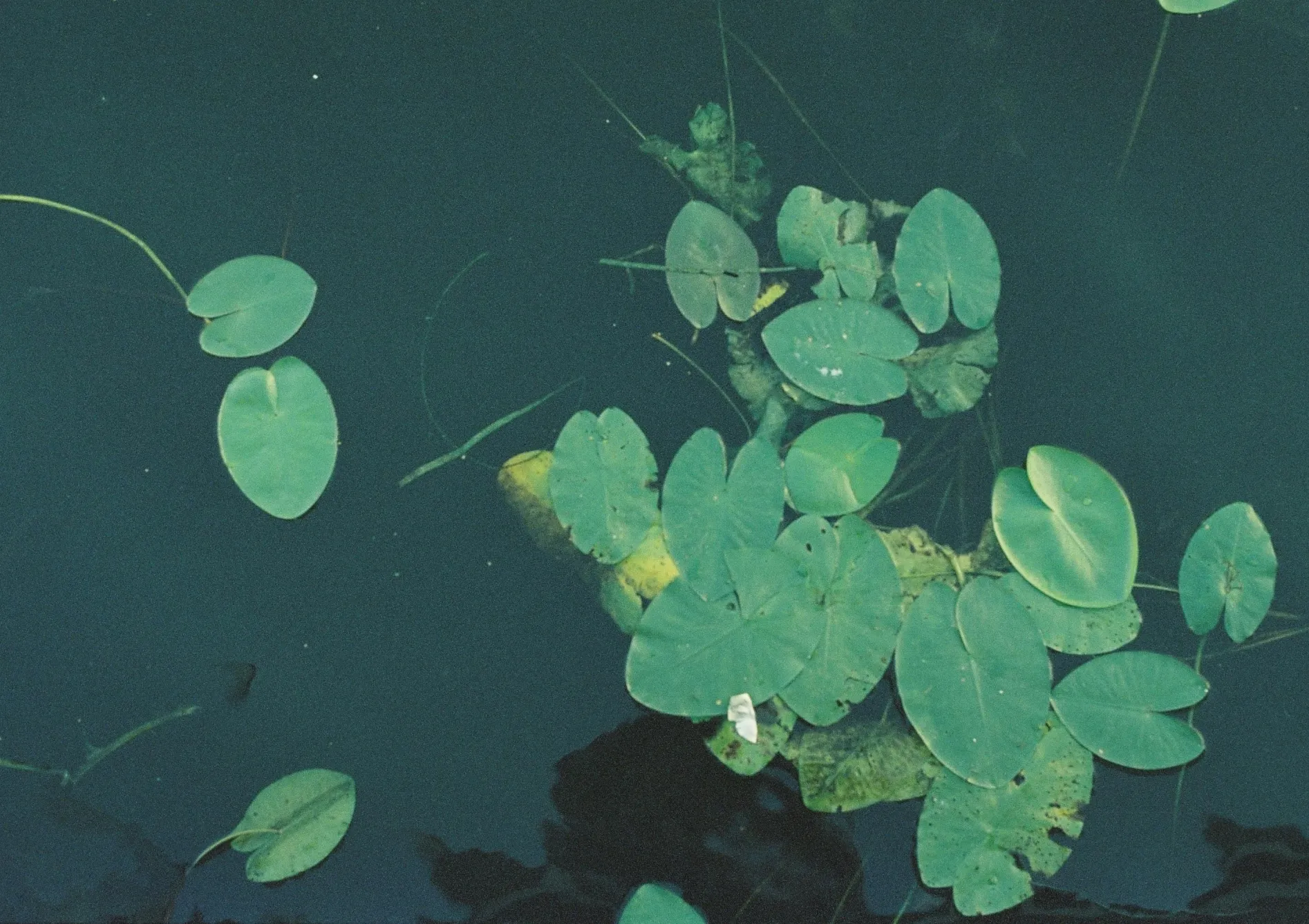 Pourquoi intégrer des plantes aquatiques dans un bassin de jardin ?