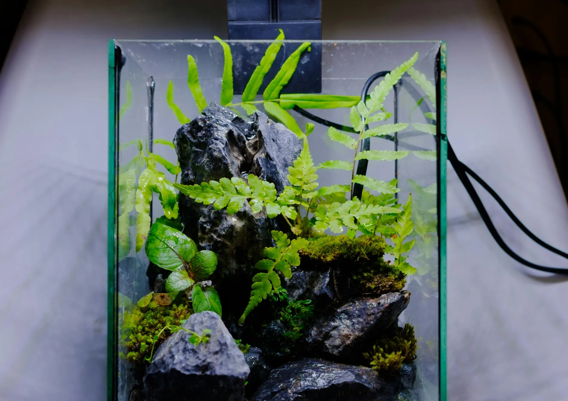 Les types de plantes aquatiques essentielles pour un bassin
