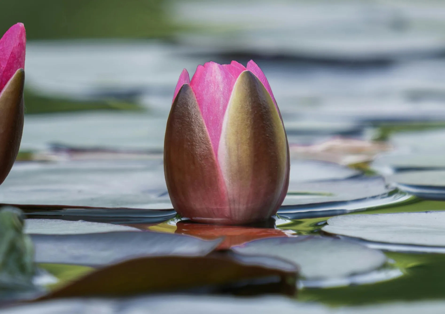 Les meilleures plantes aquatiques pour un mini-étang d’intérieur