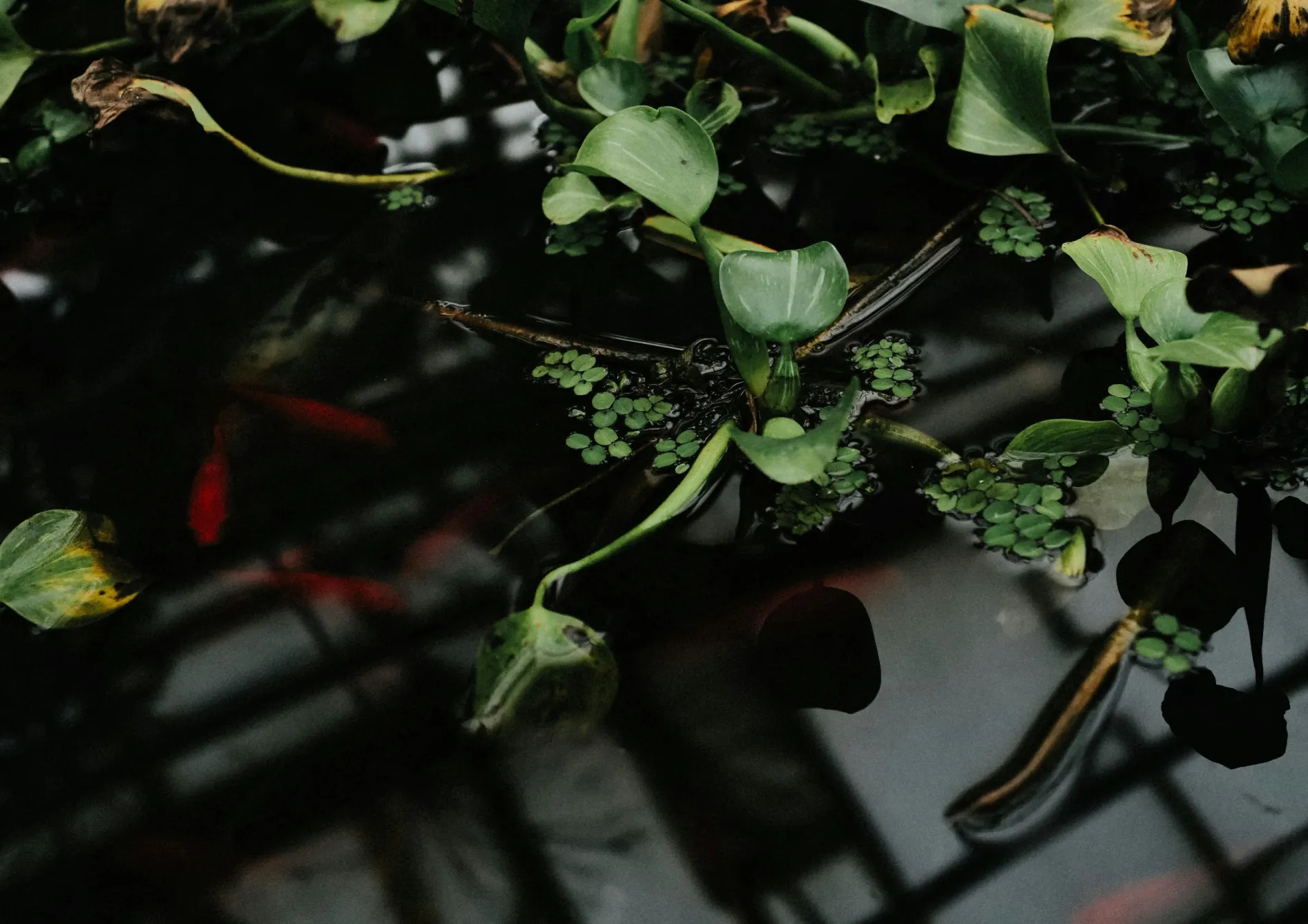  Pourquoi créer un mini-étang d’intérieur ?