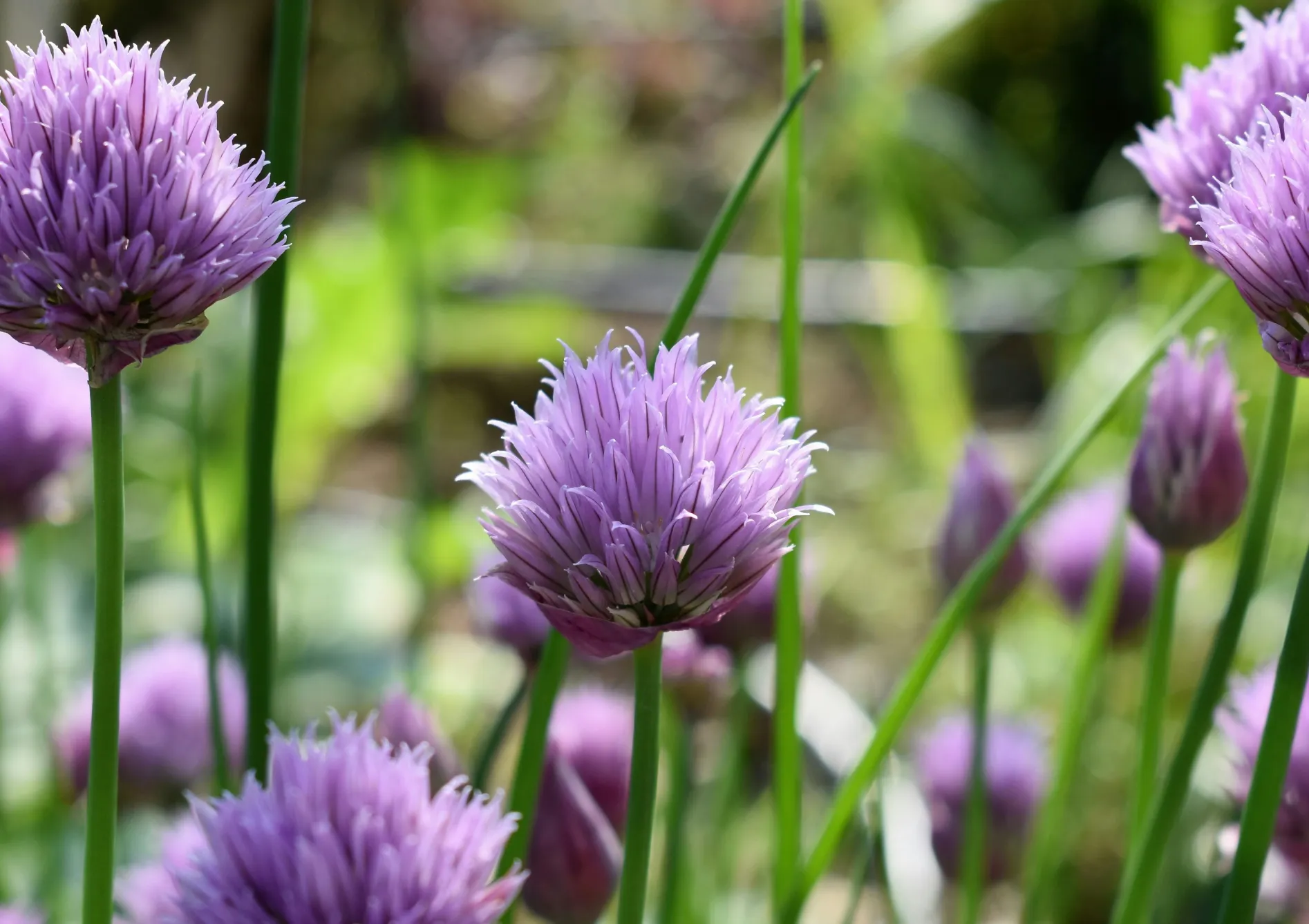 Les meilleures plantes aromatiques à cultiver en pot sur un balcon
