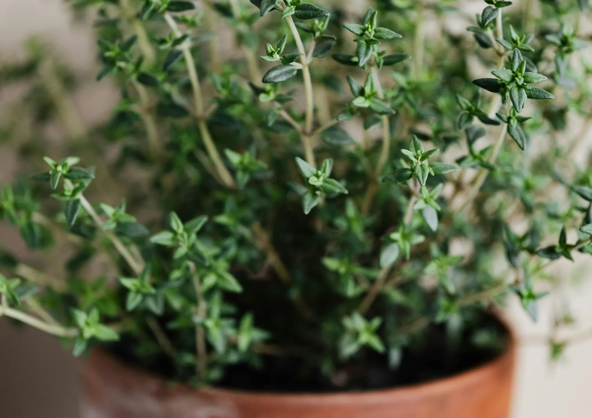 Protéger les plantes aromatiques sur un balcon