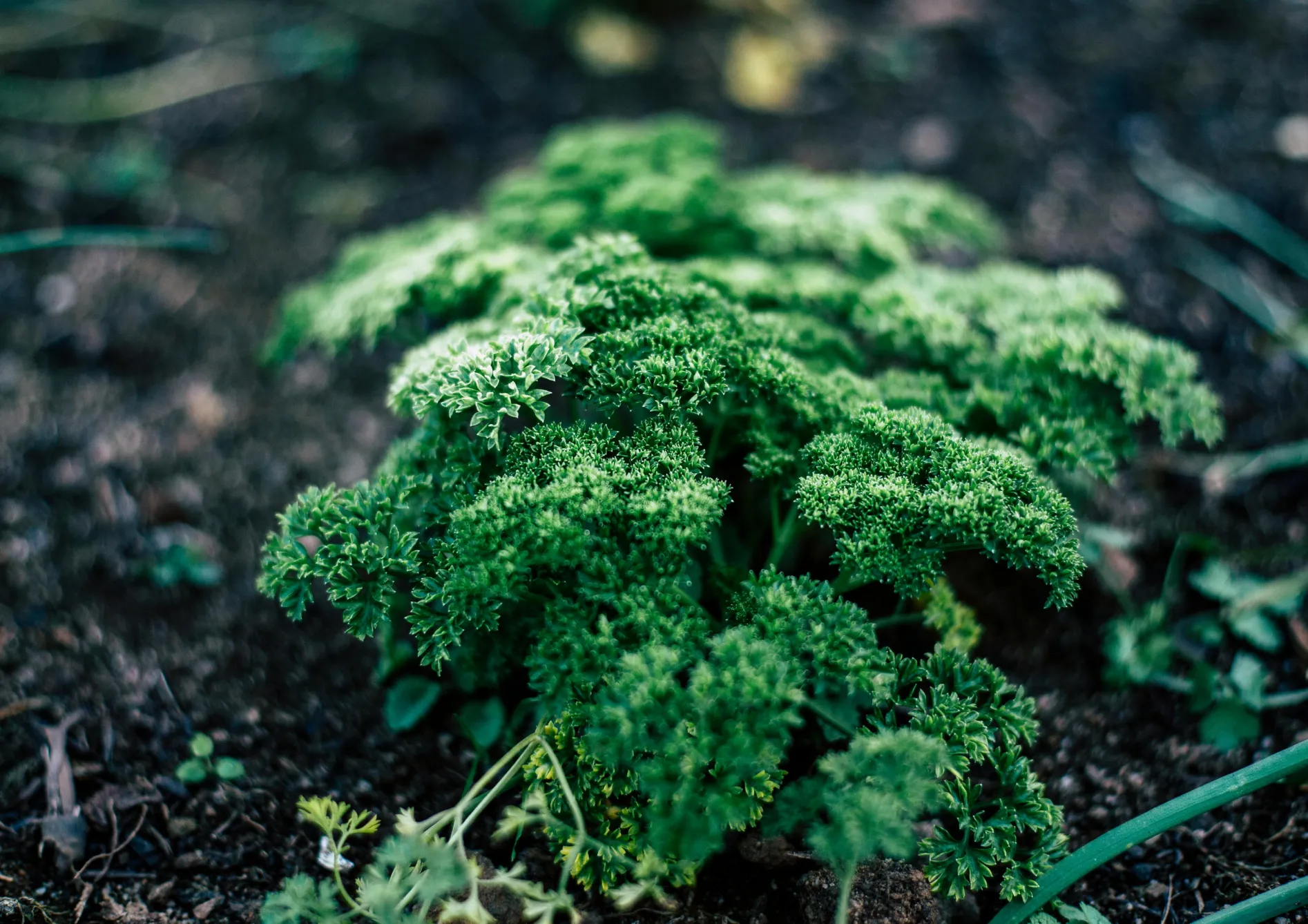 Pourquoi cultiver des plantes aromatiques en pot sur un balcon ?