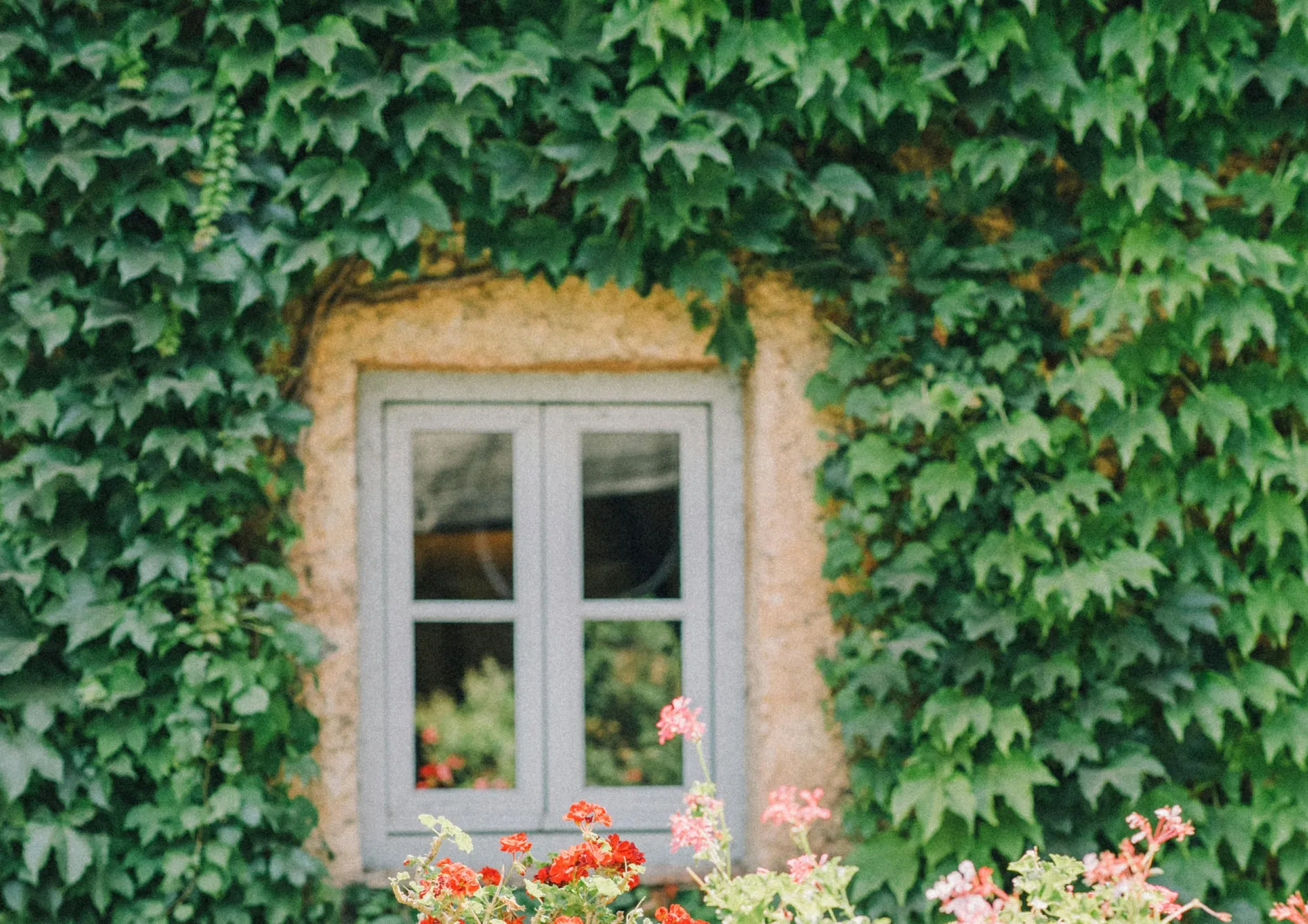 Pourquoi opter pour des plantes grimpantes fleuries ?