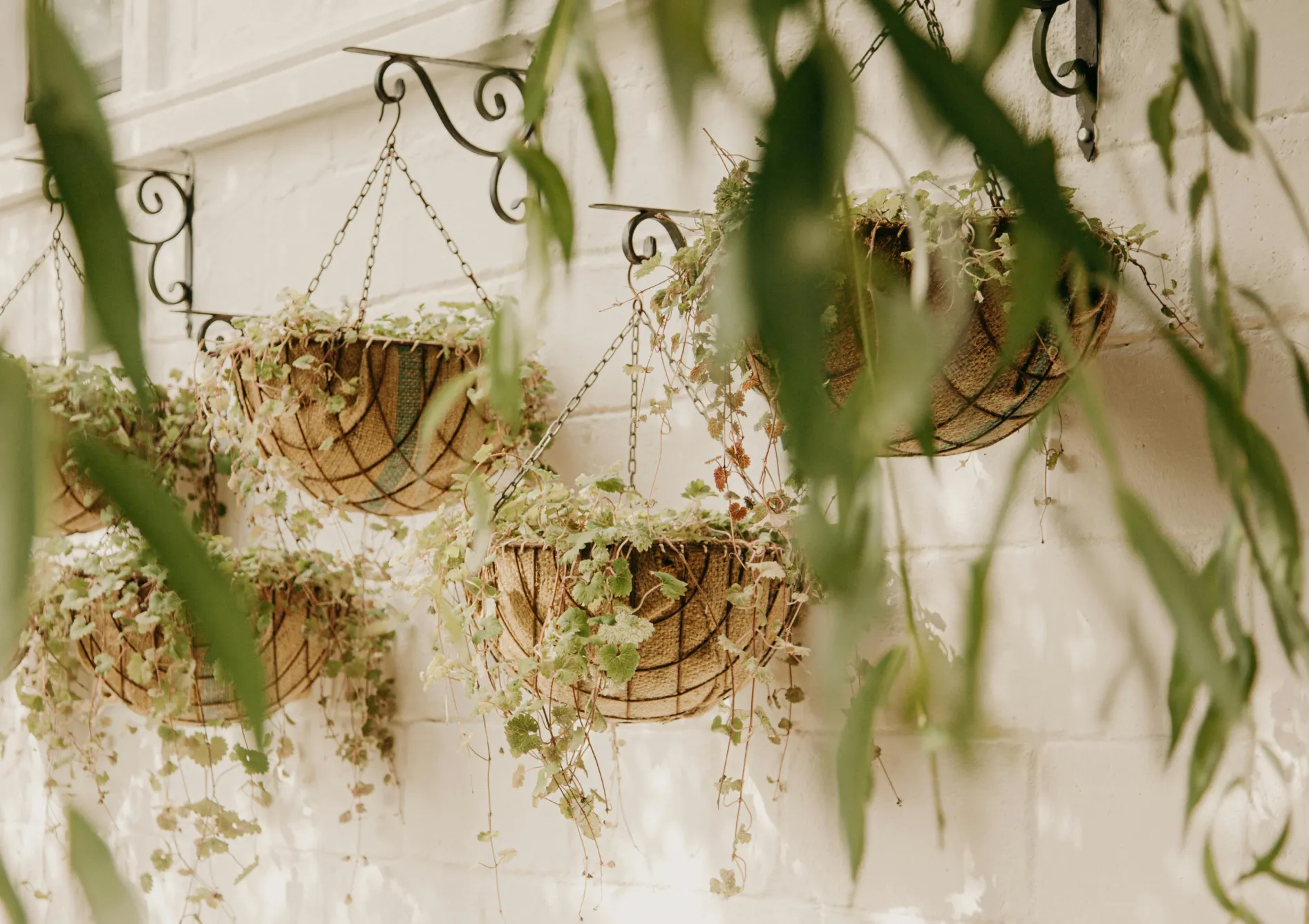 Les meilleures plantes grimpantes pour un brise-vue naturel