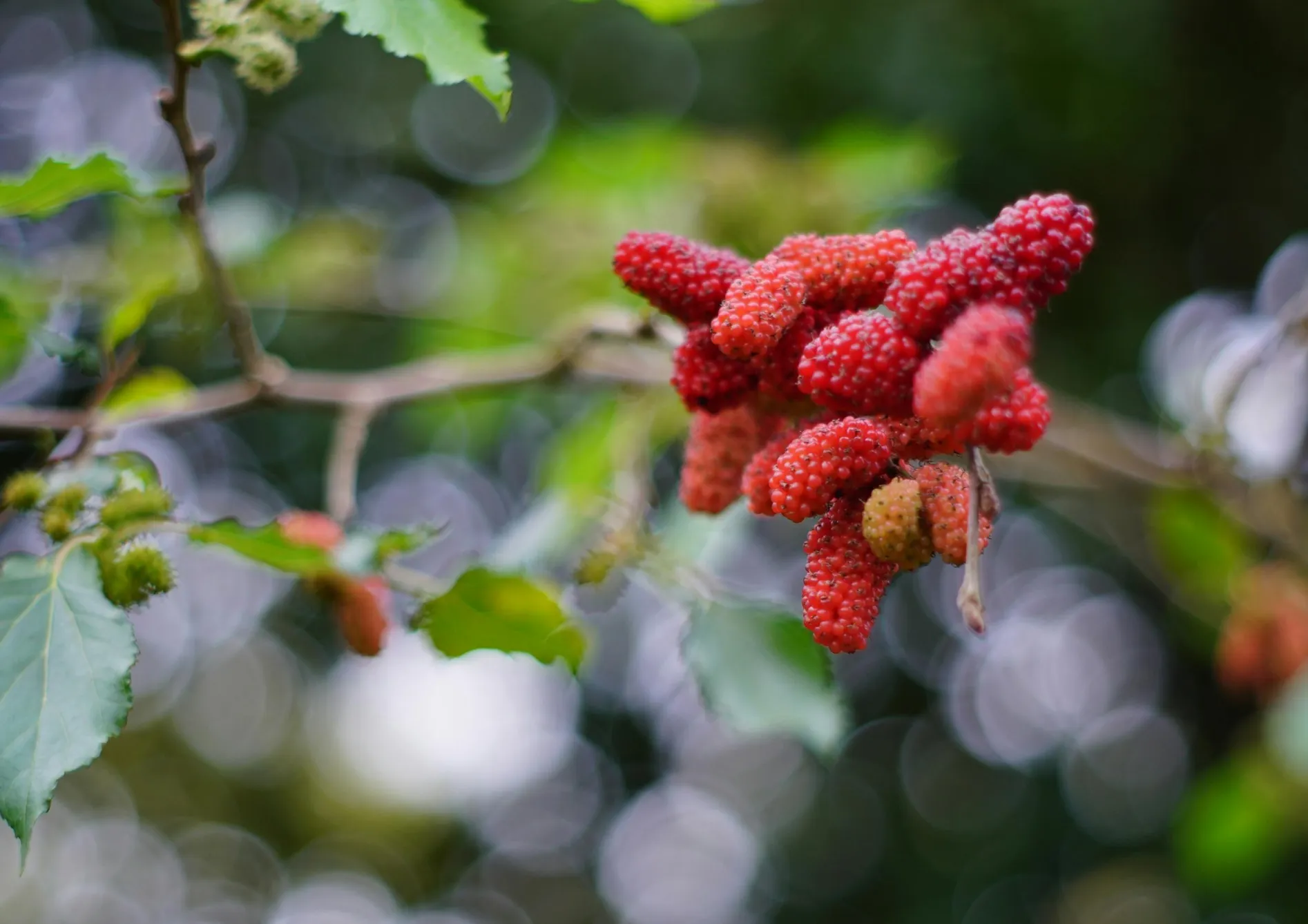 Les erreurs à éviter dans la culture des grimpantes fruitières en pot