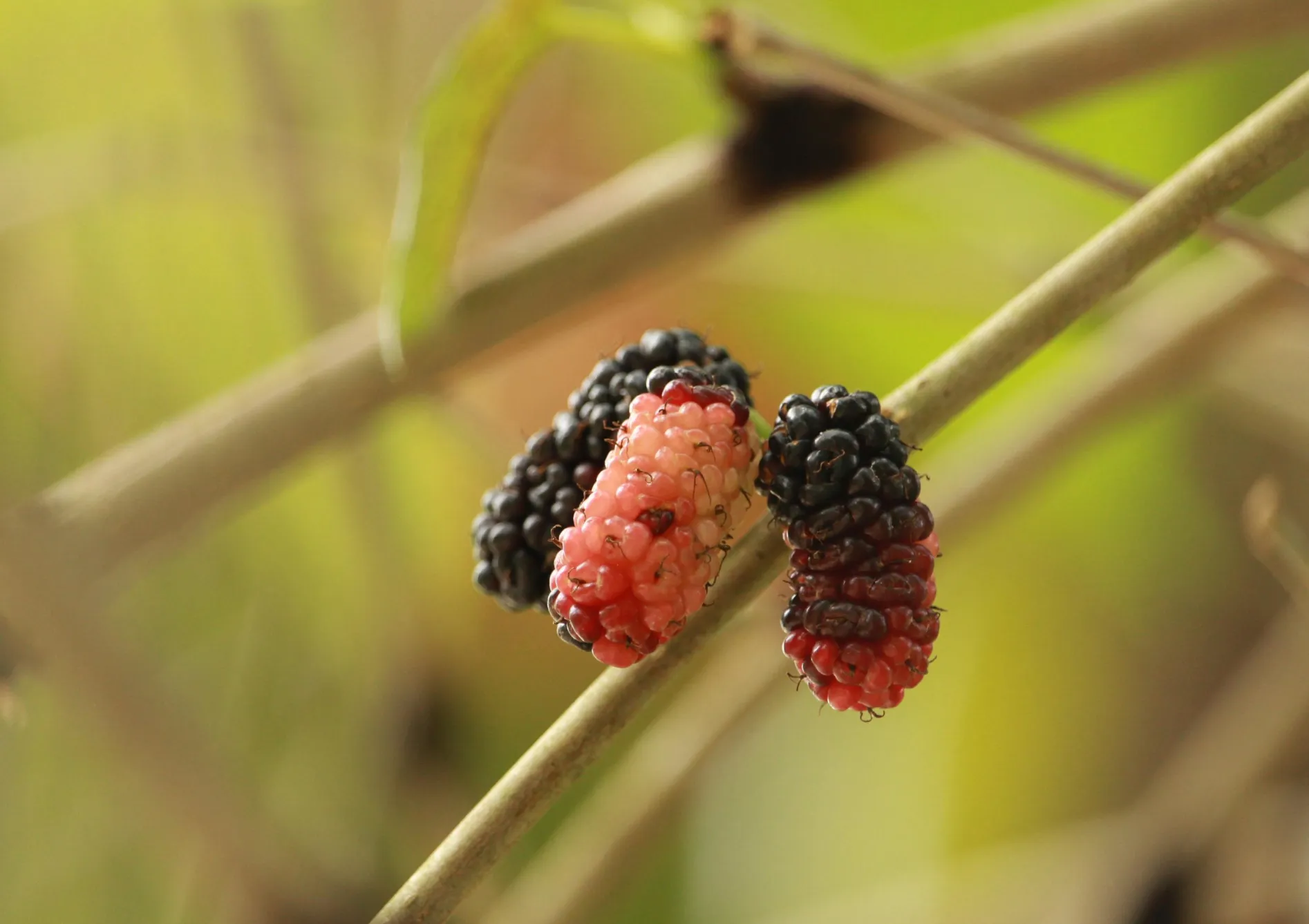 Les meilleures plantes grimpantes fruitières pour les petits espaces