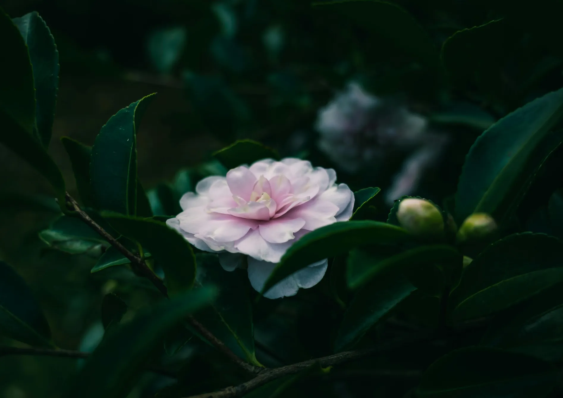 Entretien d’un jardin d’ombre avec des plantes de terre de bruyère