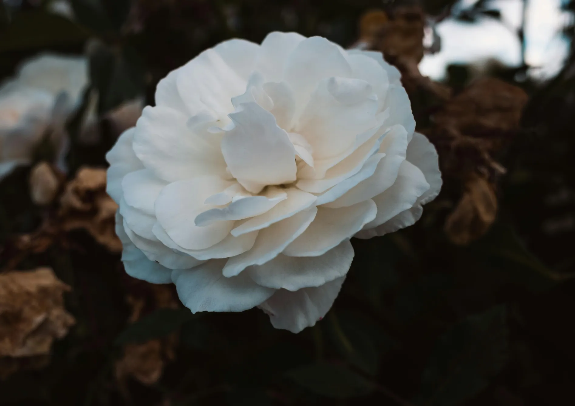Les meilleures variétés de plantes de terre de bruyère pour les zones ombragées