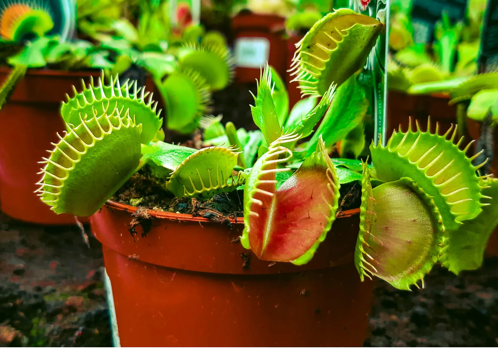 Qu’est-ce qu’une plante carnivore ?