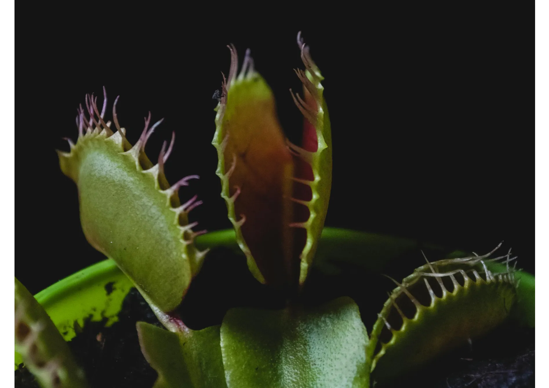 Les types de pièges des plantes carnivores