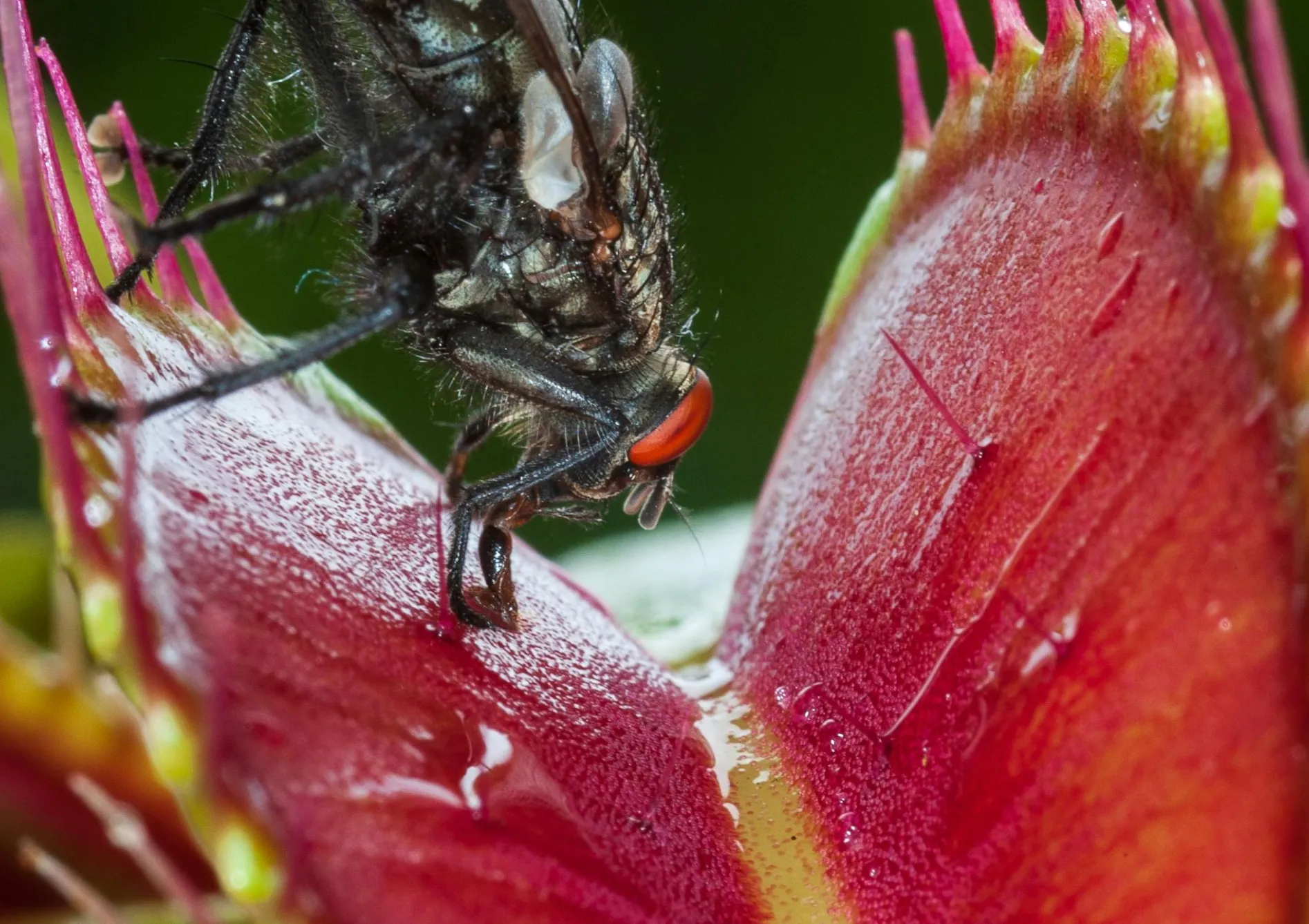 Comprendre les besoins des plantes carnivores