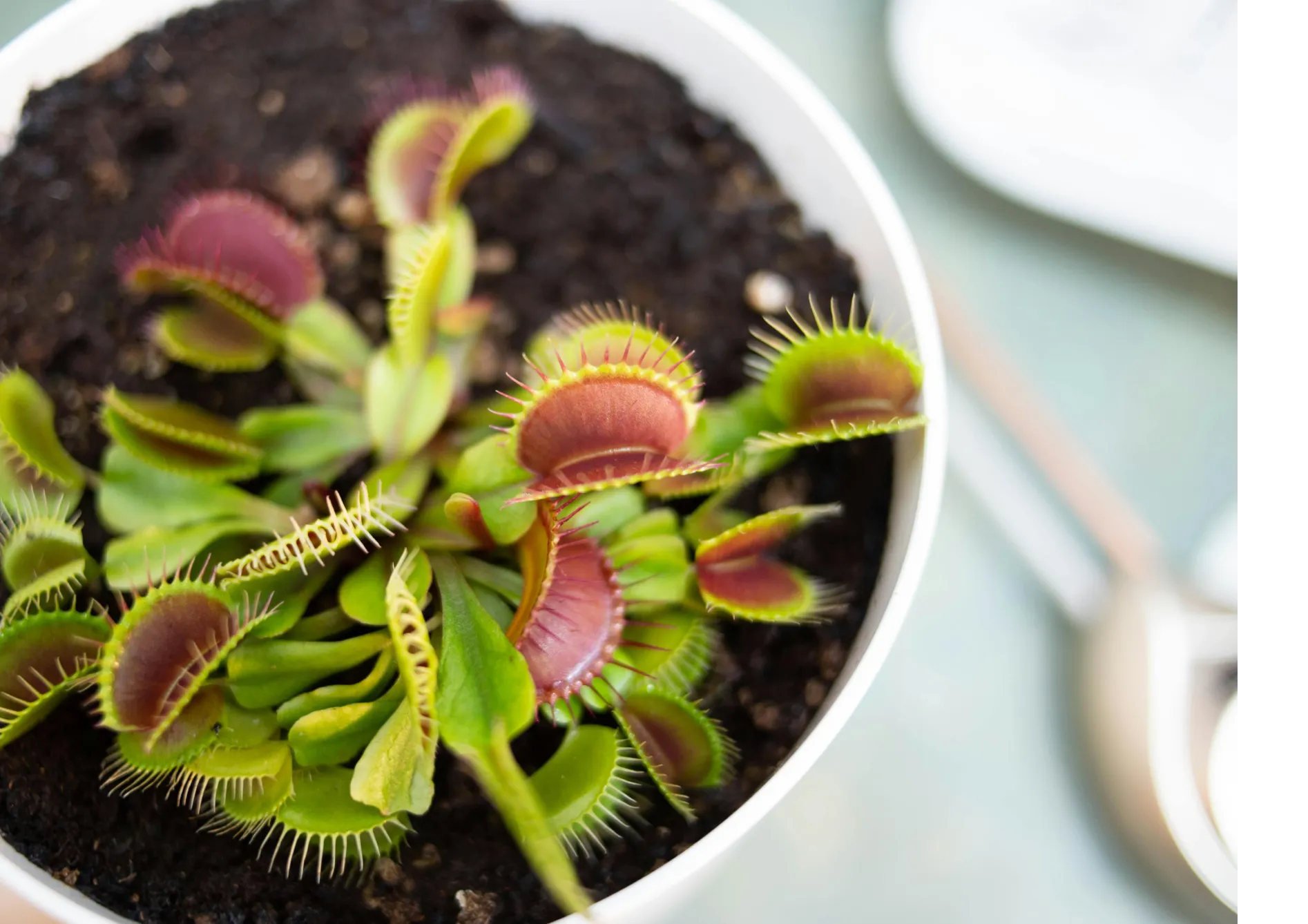 Soins de base pour les plantes carnivores