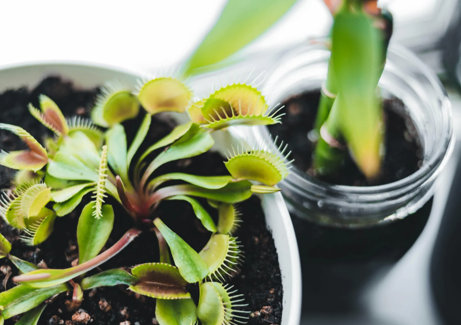 Conseils pour réussir avec les plantes carnivores
