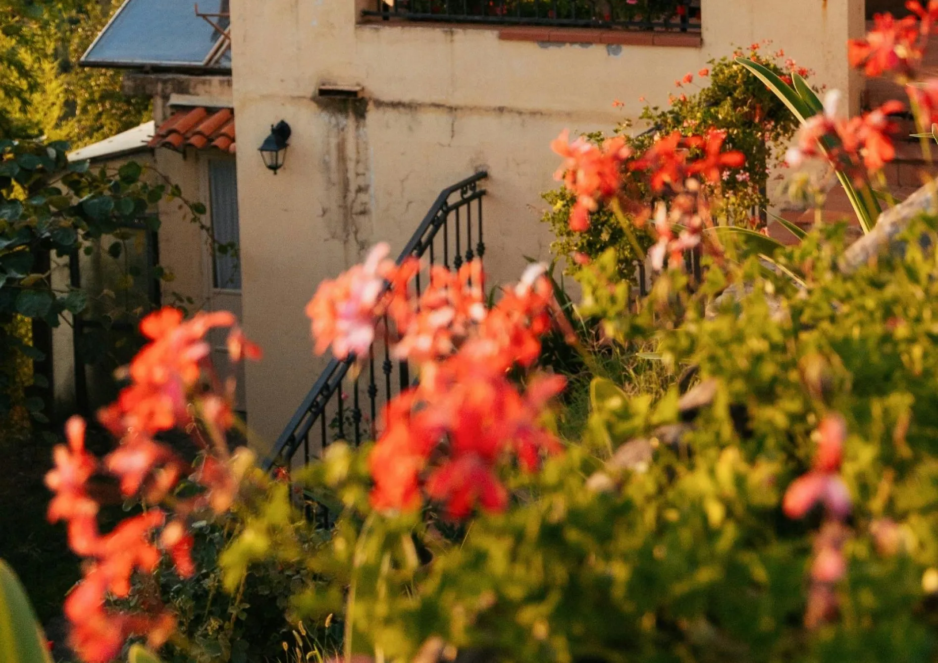 Pourquoi choisir les fleurs annuelles pour votre jardin ?