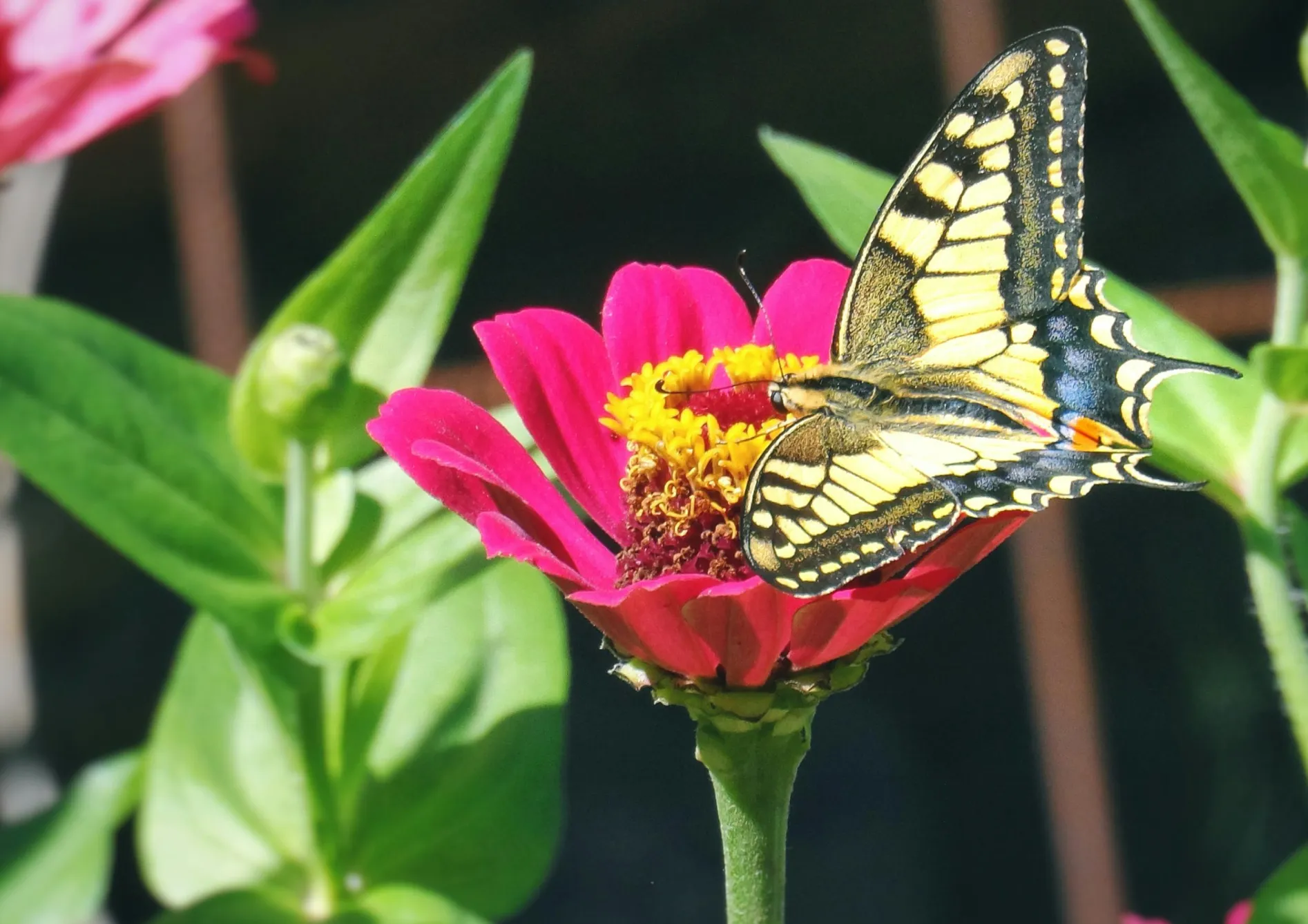 Préparer la plantation des graines de fleurs annuelles