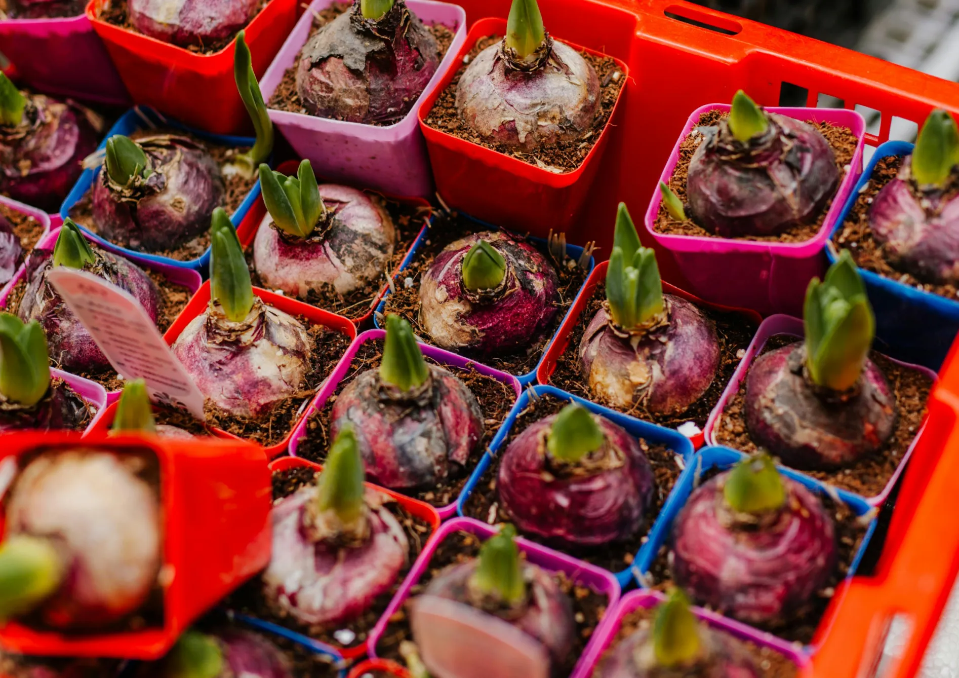 Profiter de la floraison des fleurs annuelles