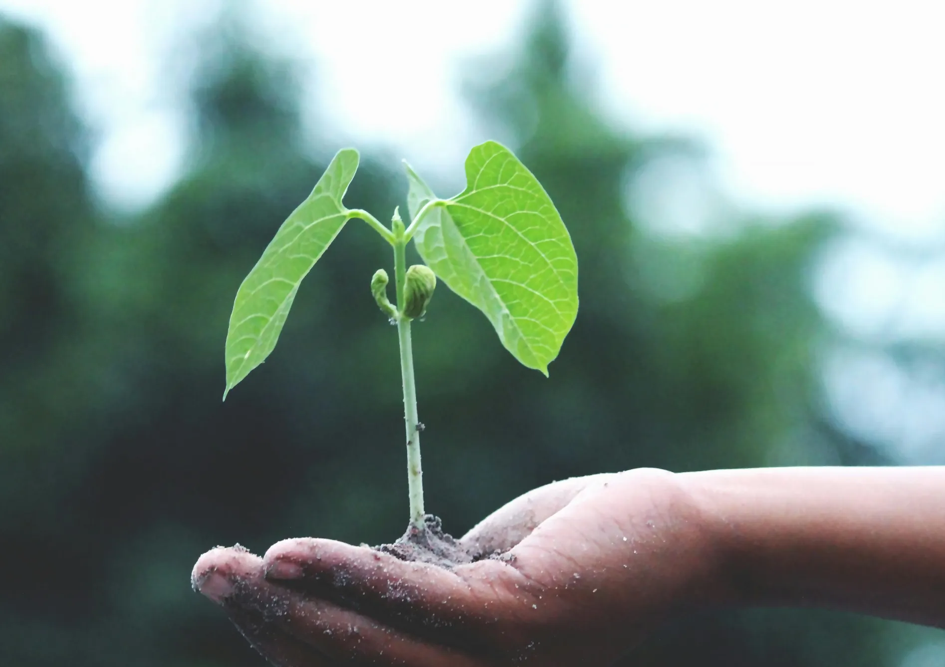 Quand et comment enfouir l’engrais vert ?