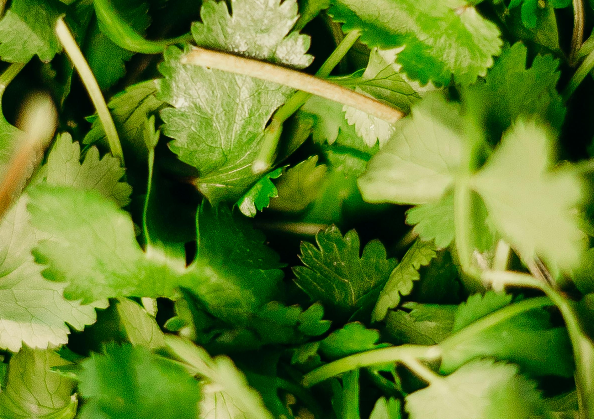 Quelles herbes aromatiques choisir pour la culture en pot ?