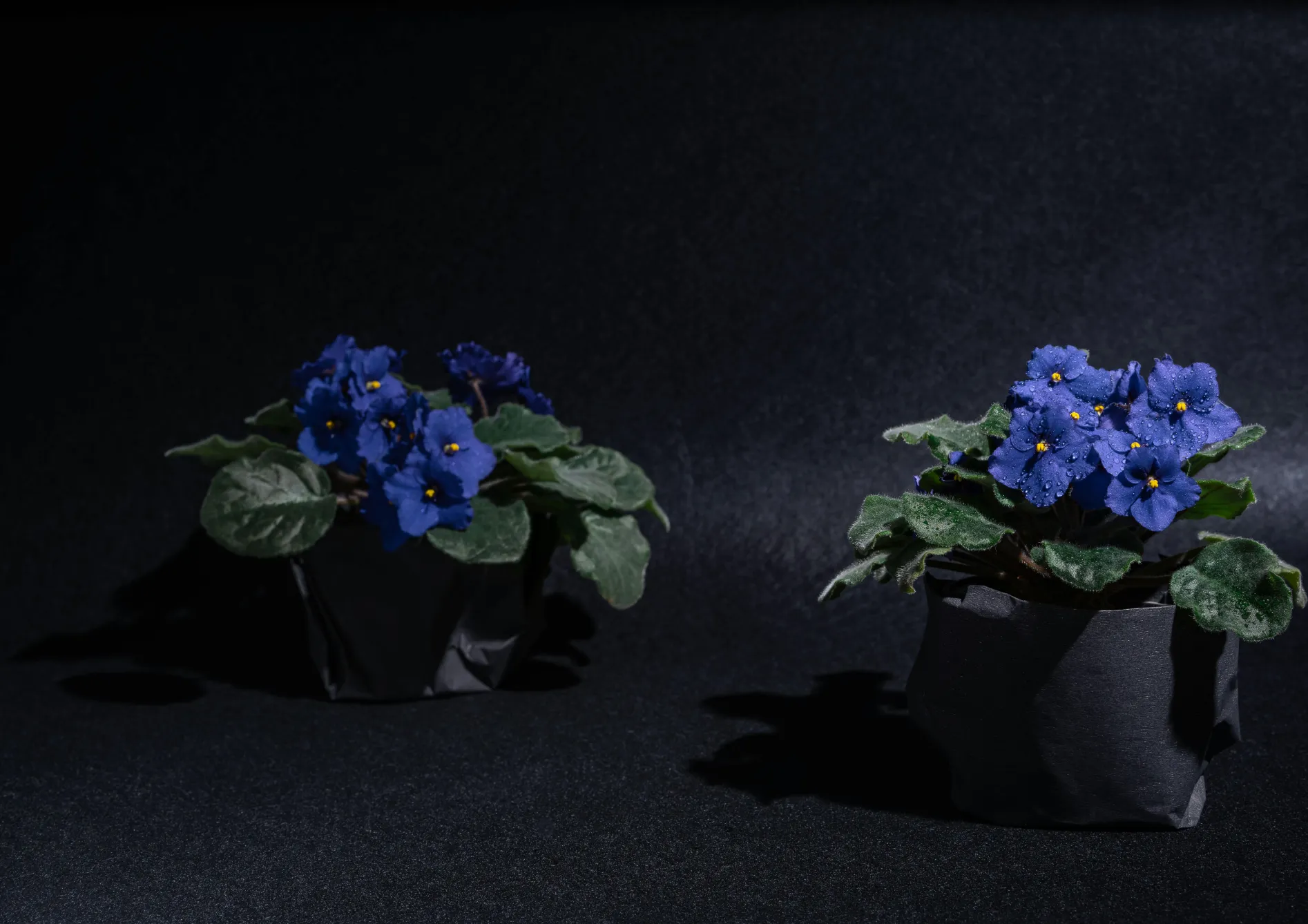 Plante Violette Africaine