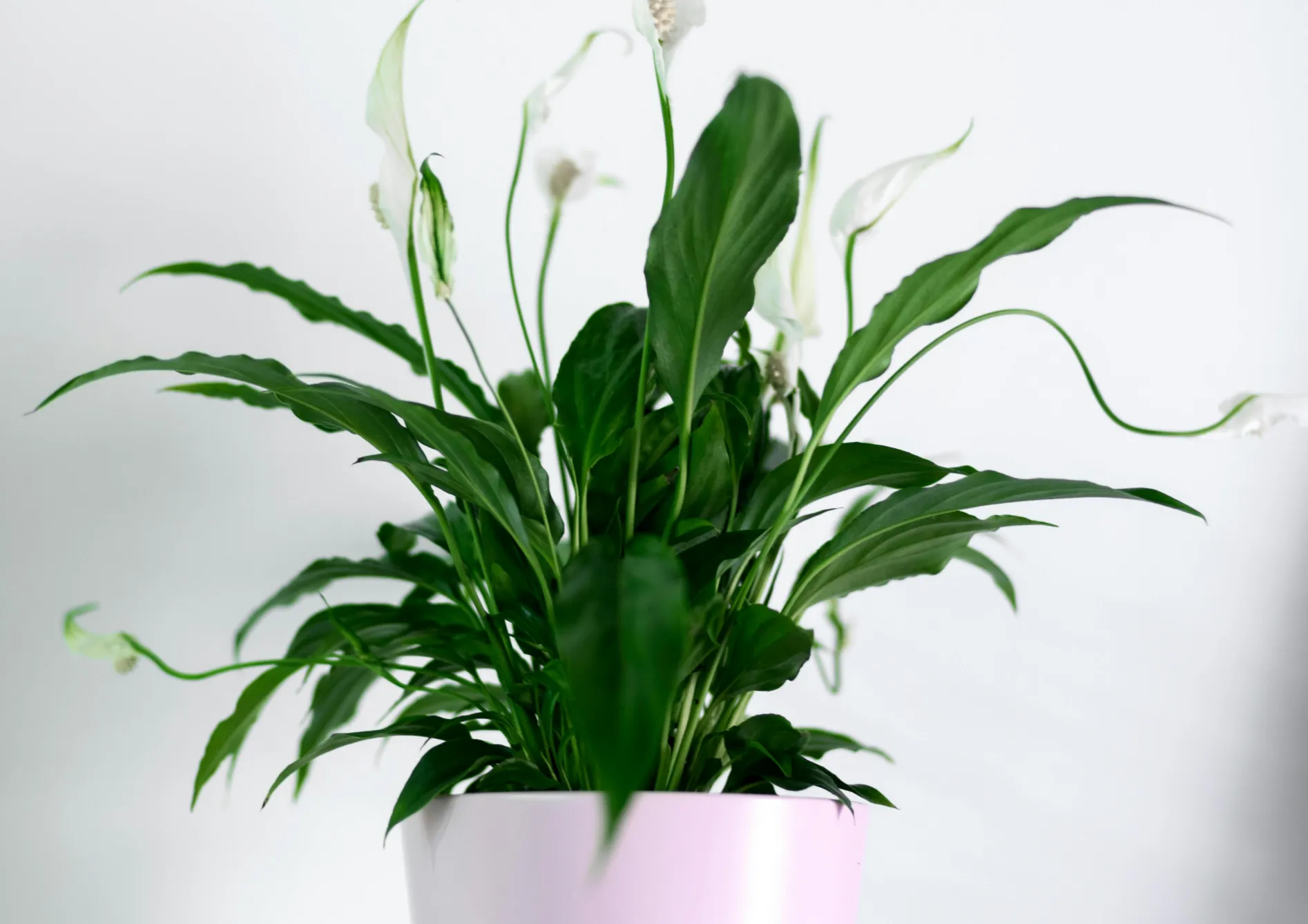 Plante Spathiphyllum